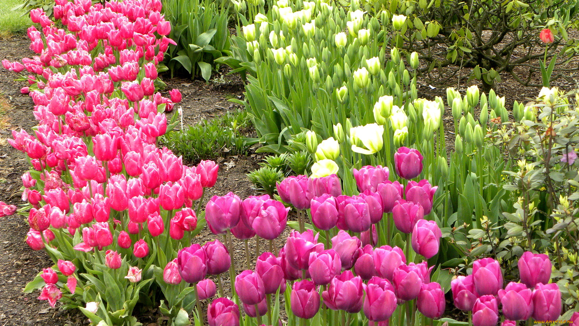 цветы, тюльпаны, парк, голландия