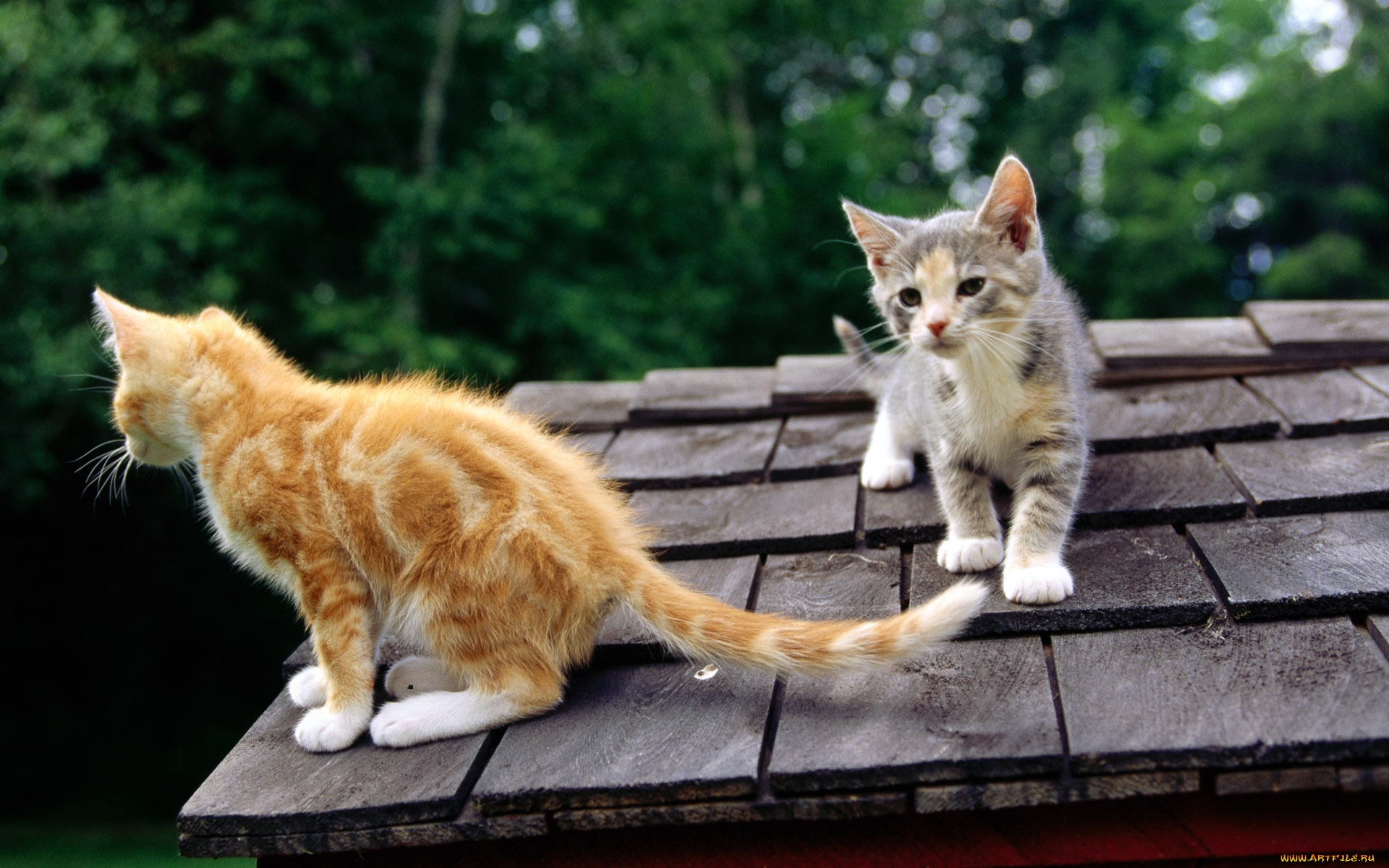 животные, коты, двое, крыша, рыжий