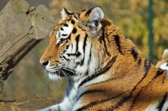 Картинка тигр животные тигры профиль