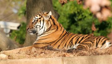 Картинка тигр животные тигры лежит профиль