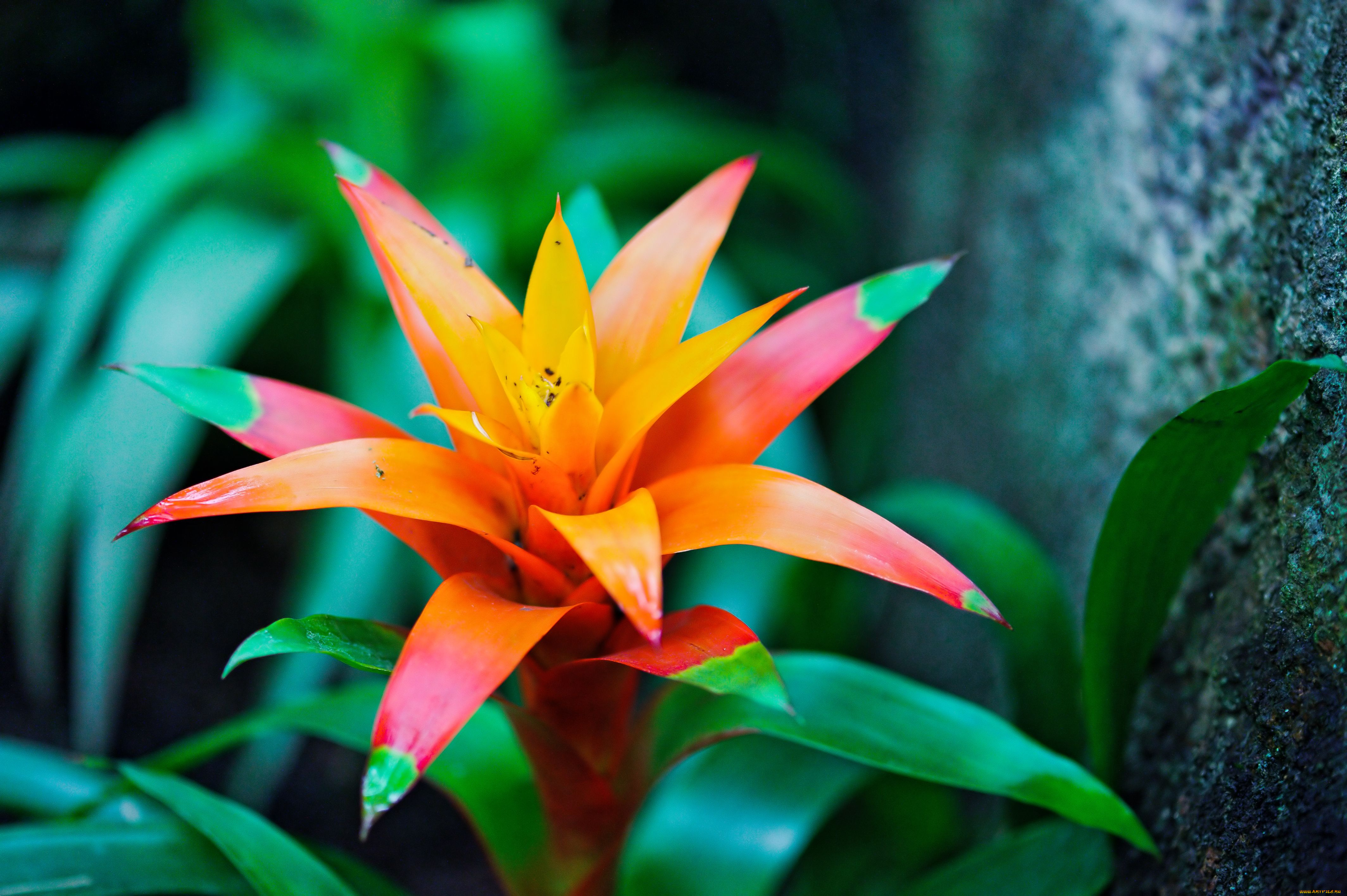 цветы, guzmania, bromeliad