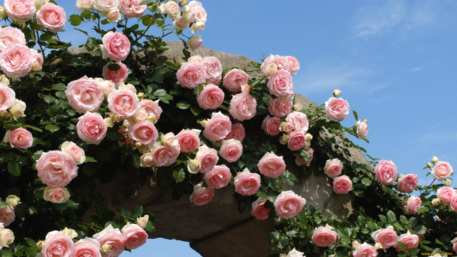 цветы, розы, арка, розовый, много