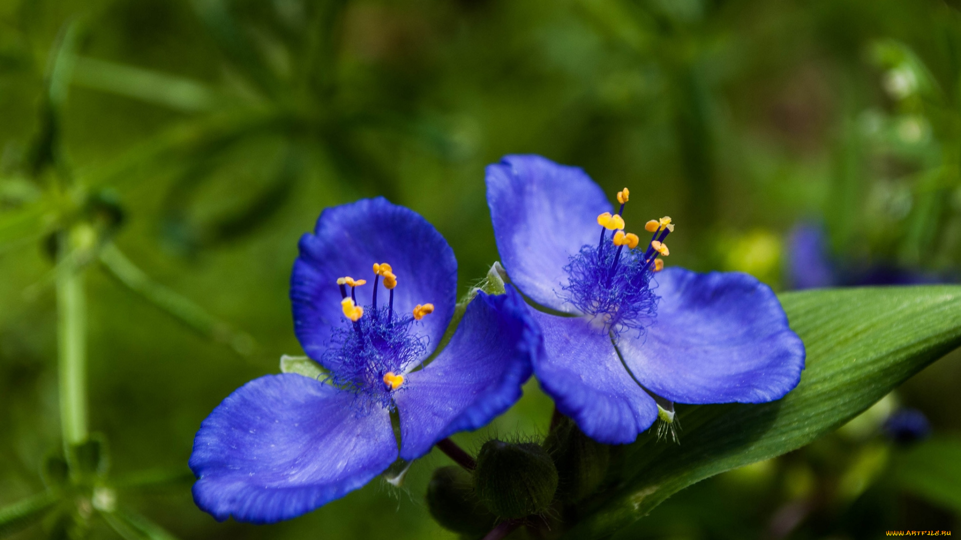 цветы, традесканции, парочка, синие
