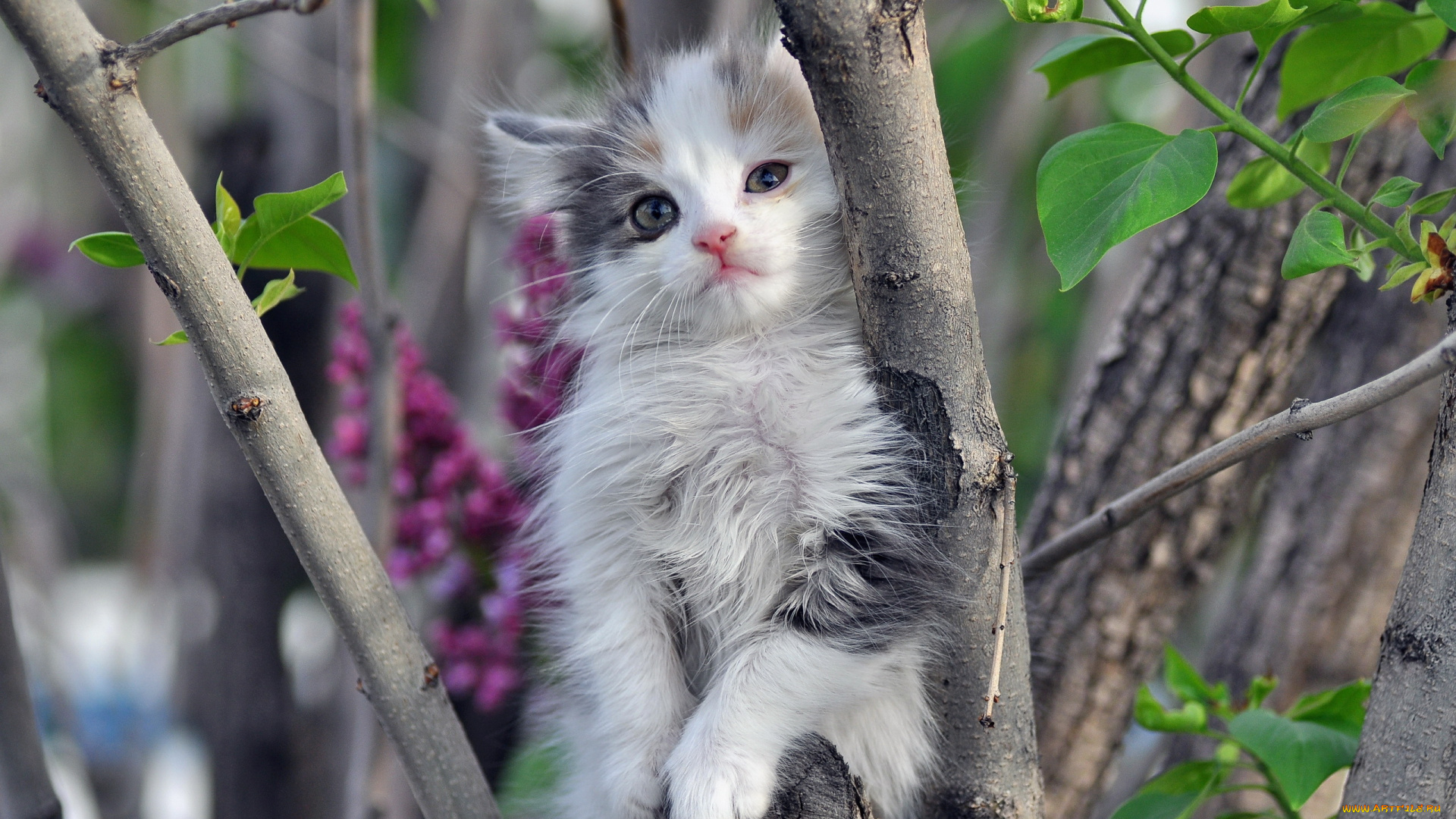 животные, коты, котёнок, дерево