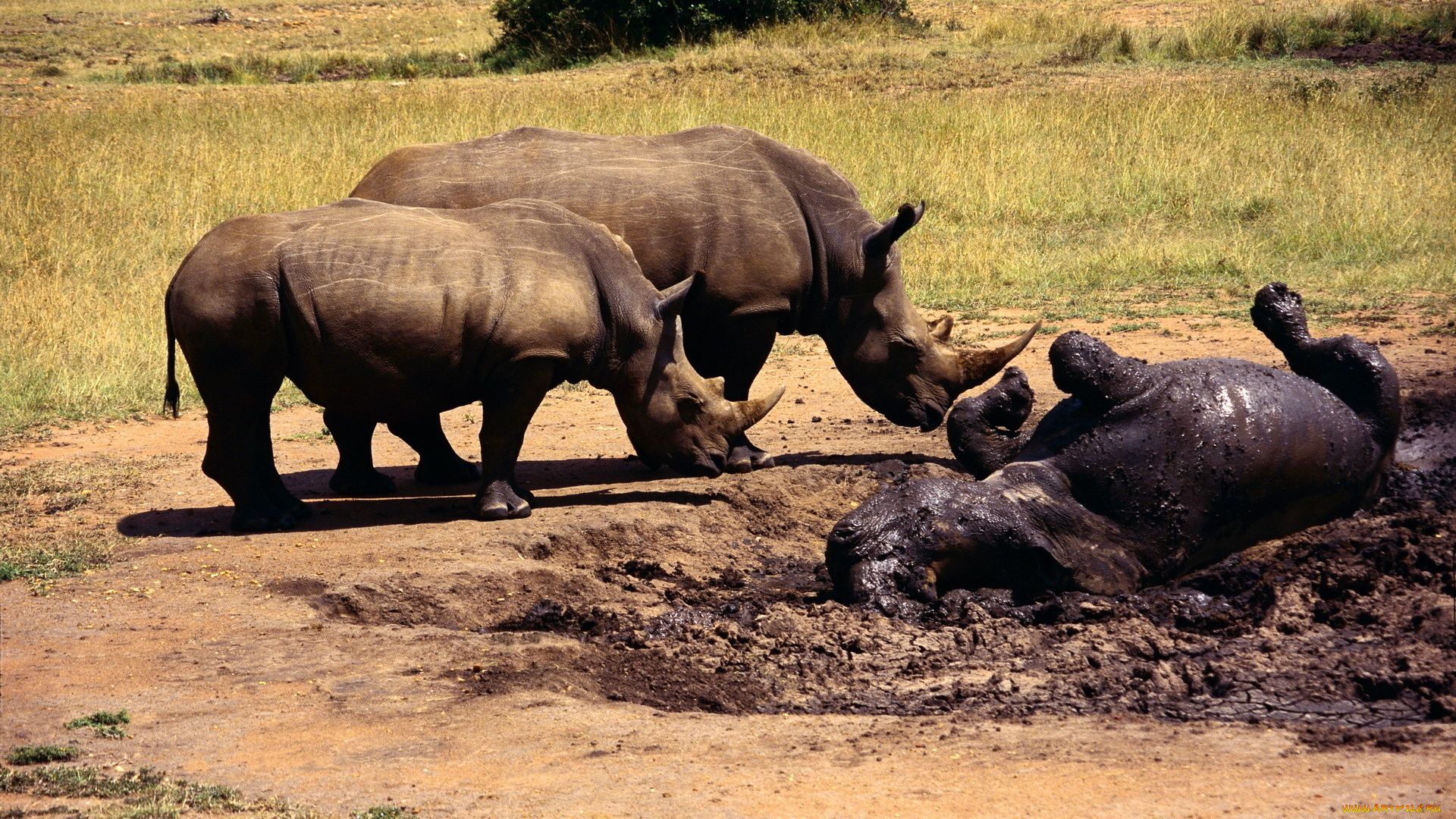 животные, носороги, саванна, лужа, грязь