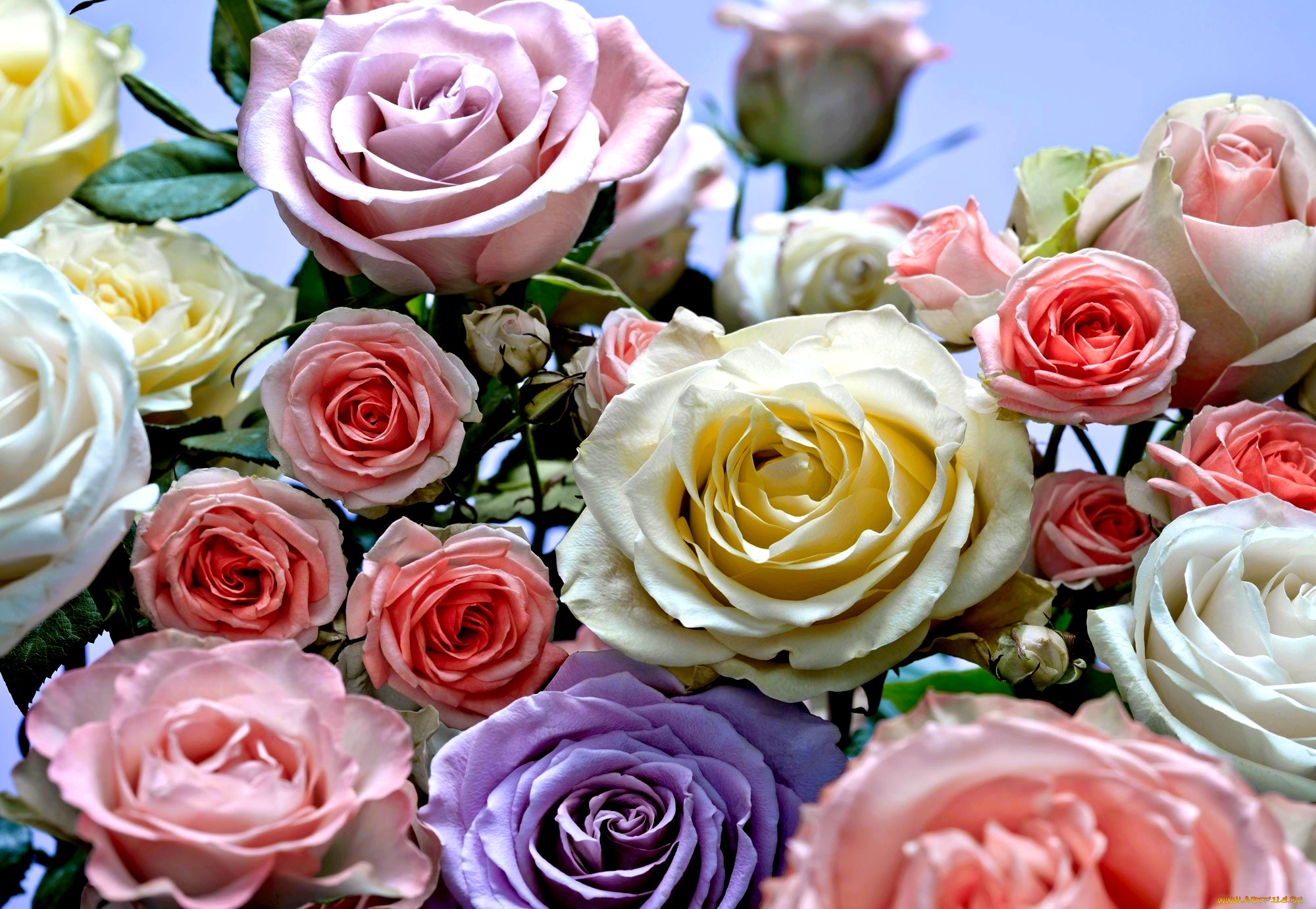 цветы, розы, сиреневый, розовый, кремовый