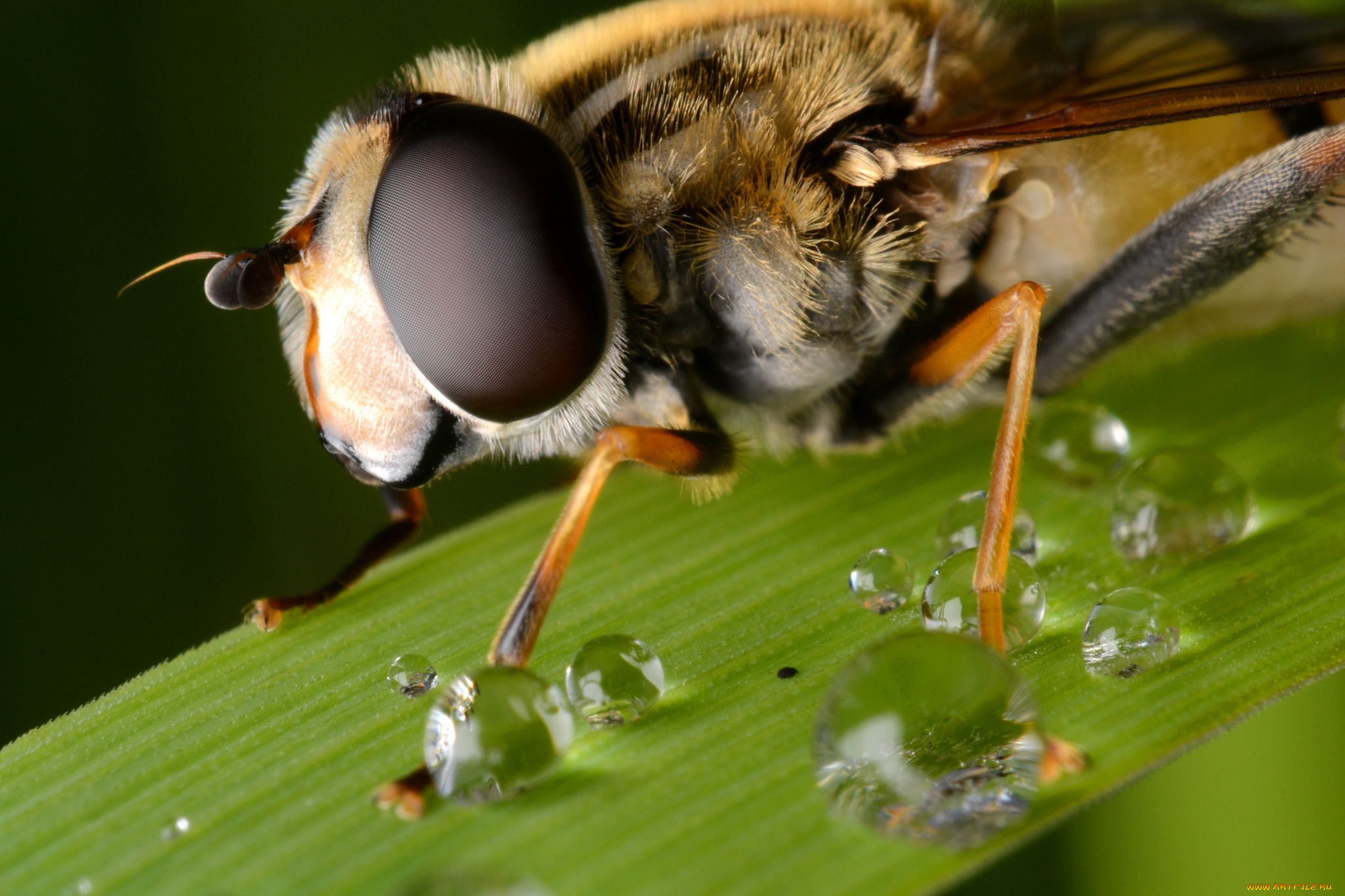 животные, пчелы, осы, шмели, макро, пчела, глаза