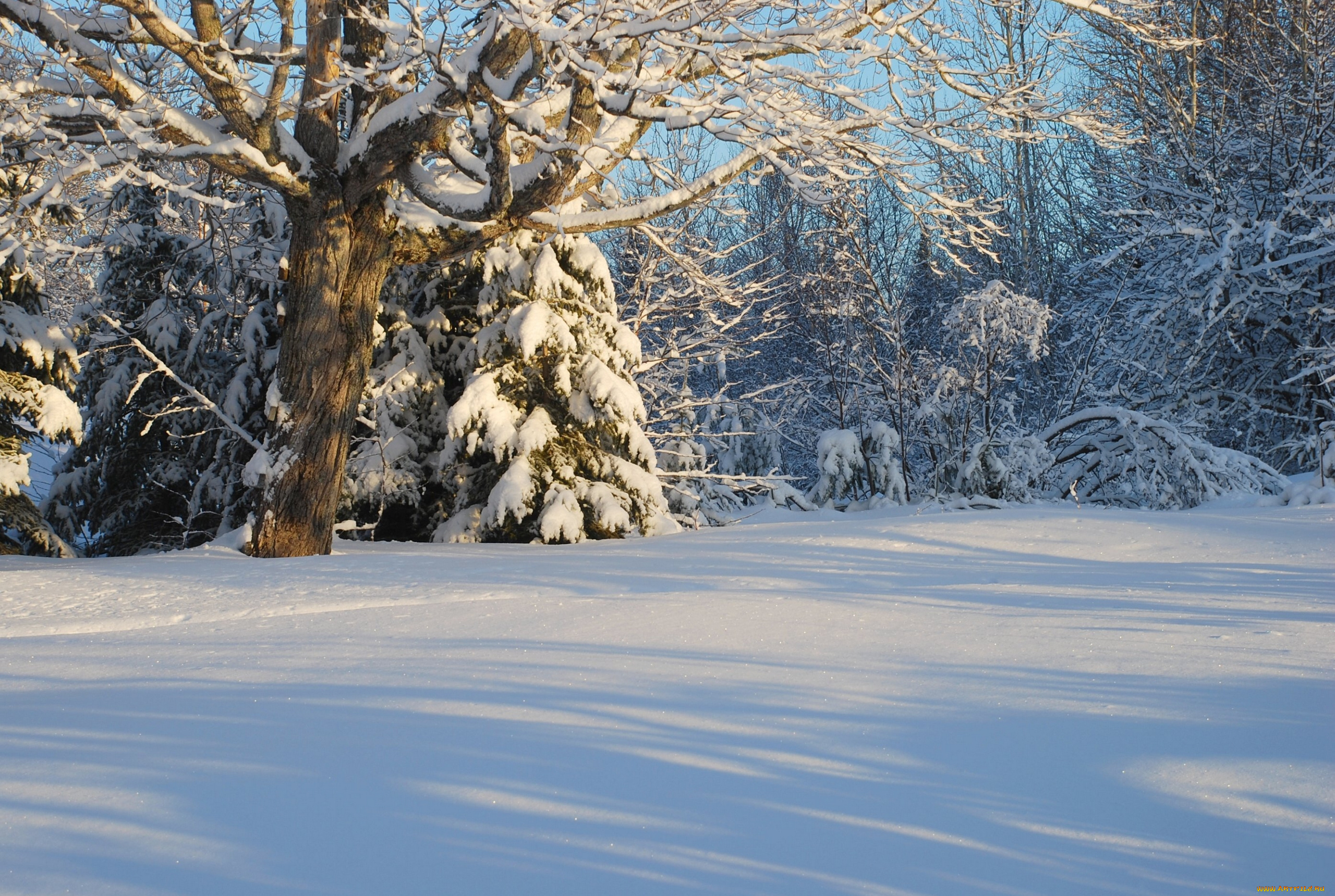 canada, природа, зима, канада, снег, лес, деревья