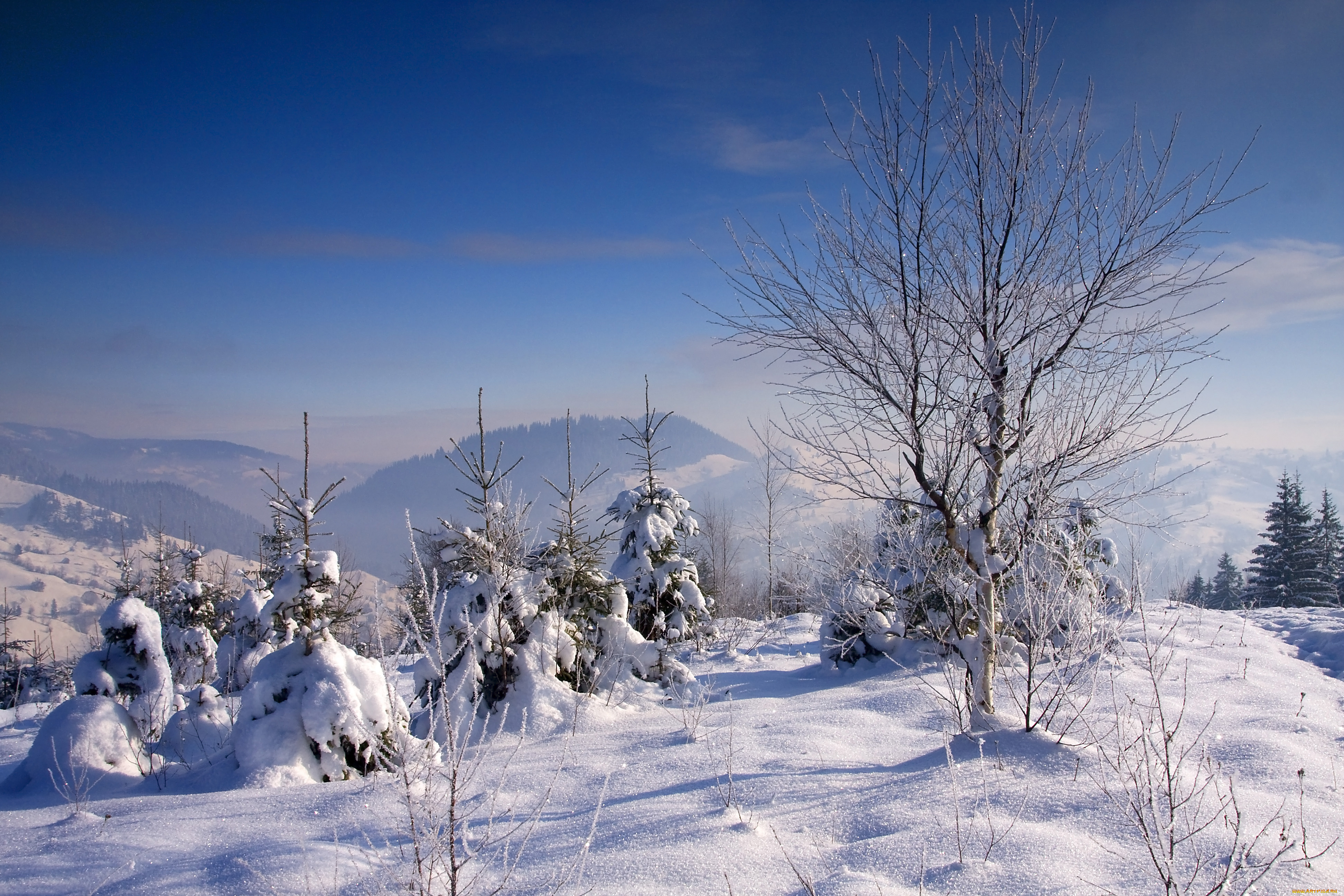 природа, зима, пейзаж, деревья, снег