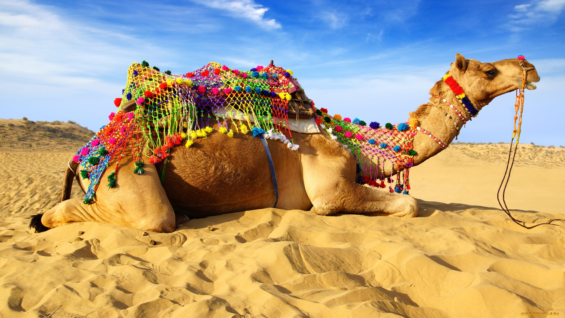 животные, верблюды, песок