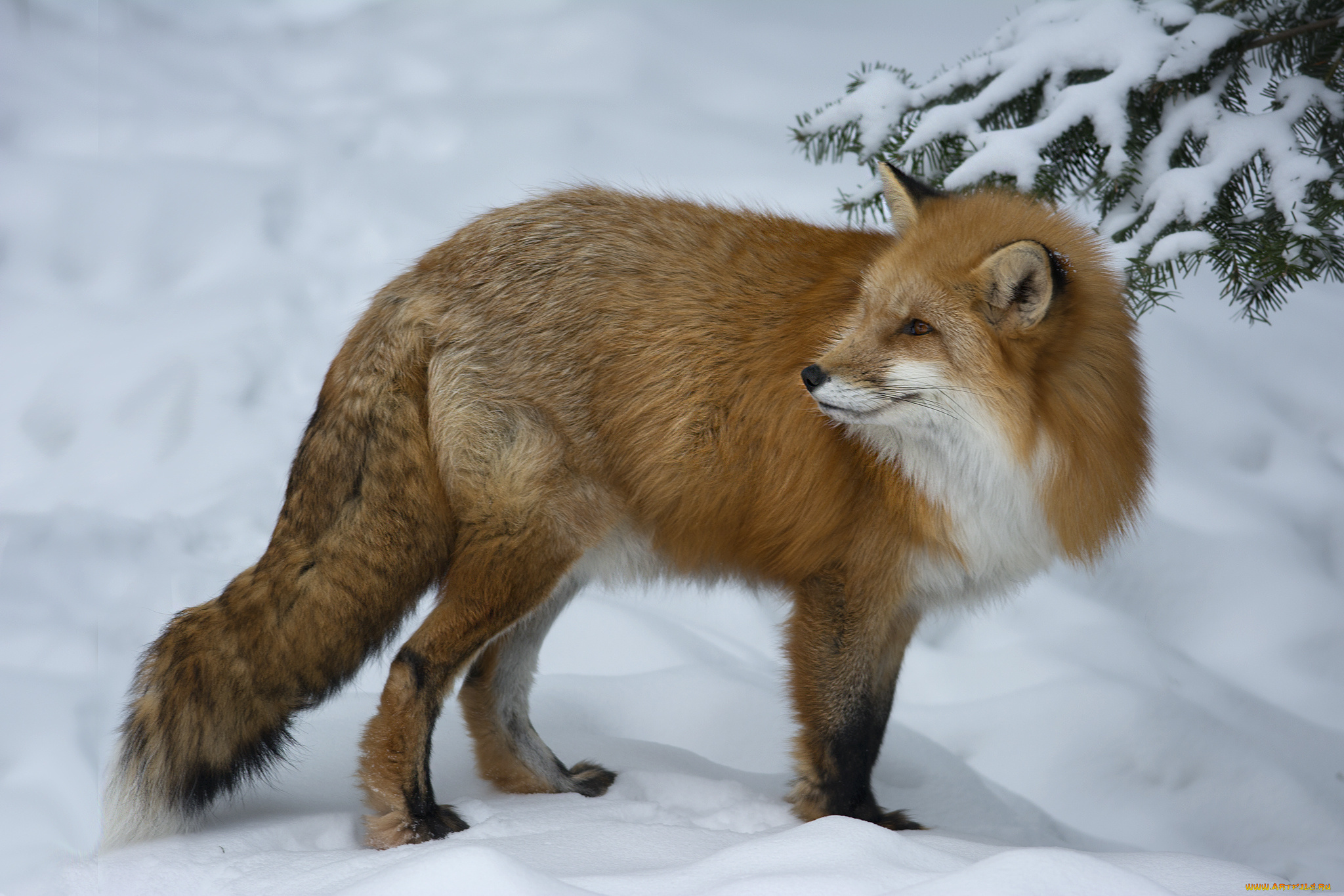 животные, лисы, снег