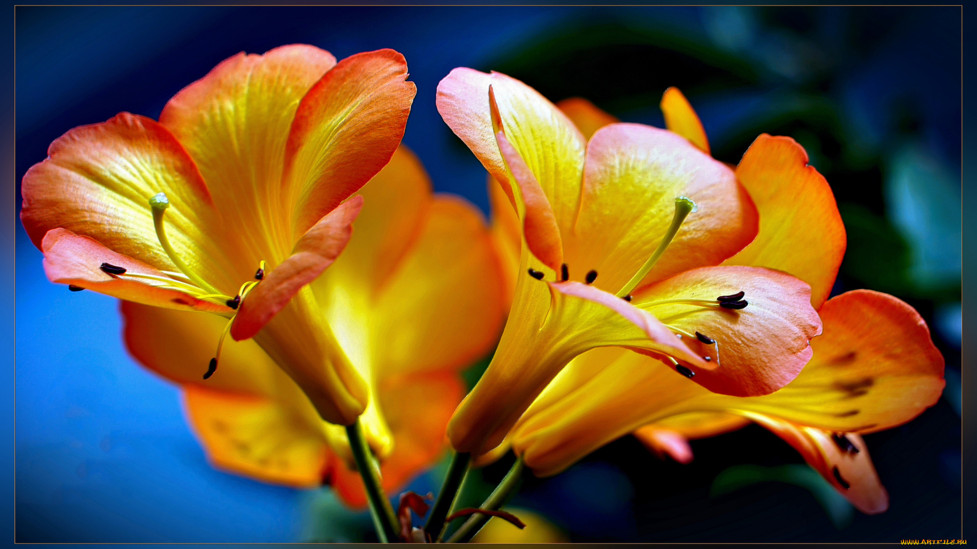 цветы, оранжевые, трубы