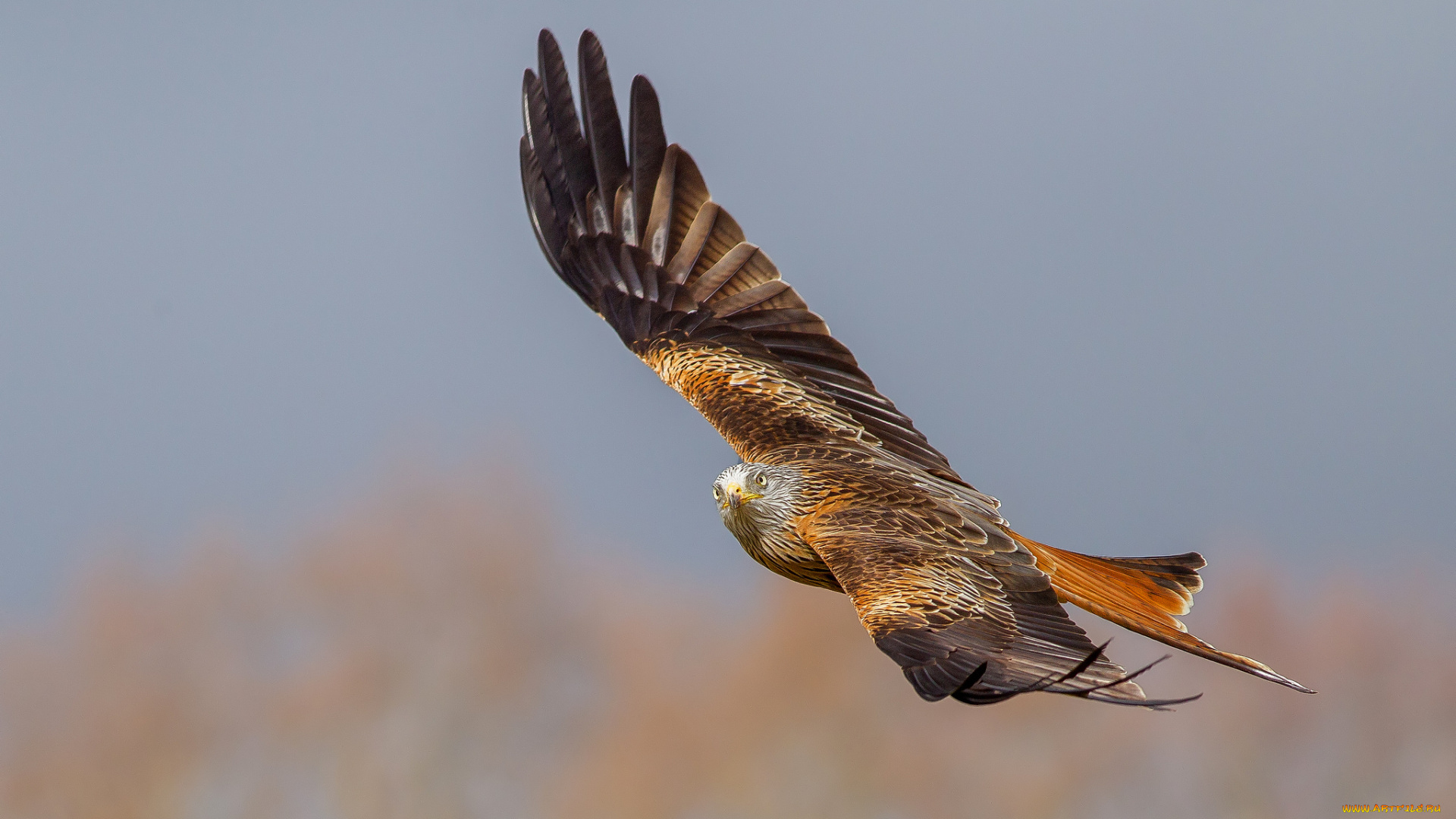 red, kite, животные, птицы, -, хищники, коршун