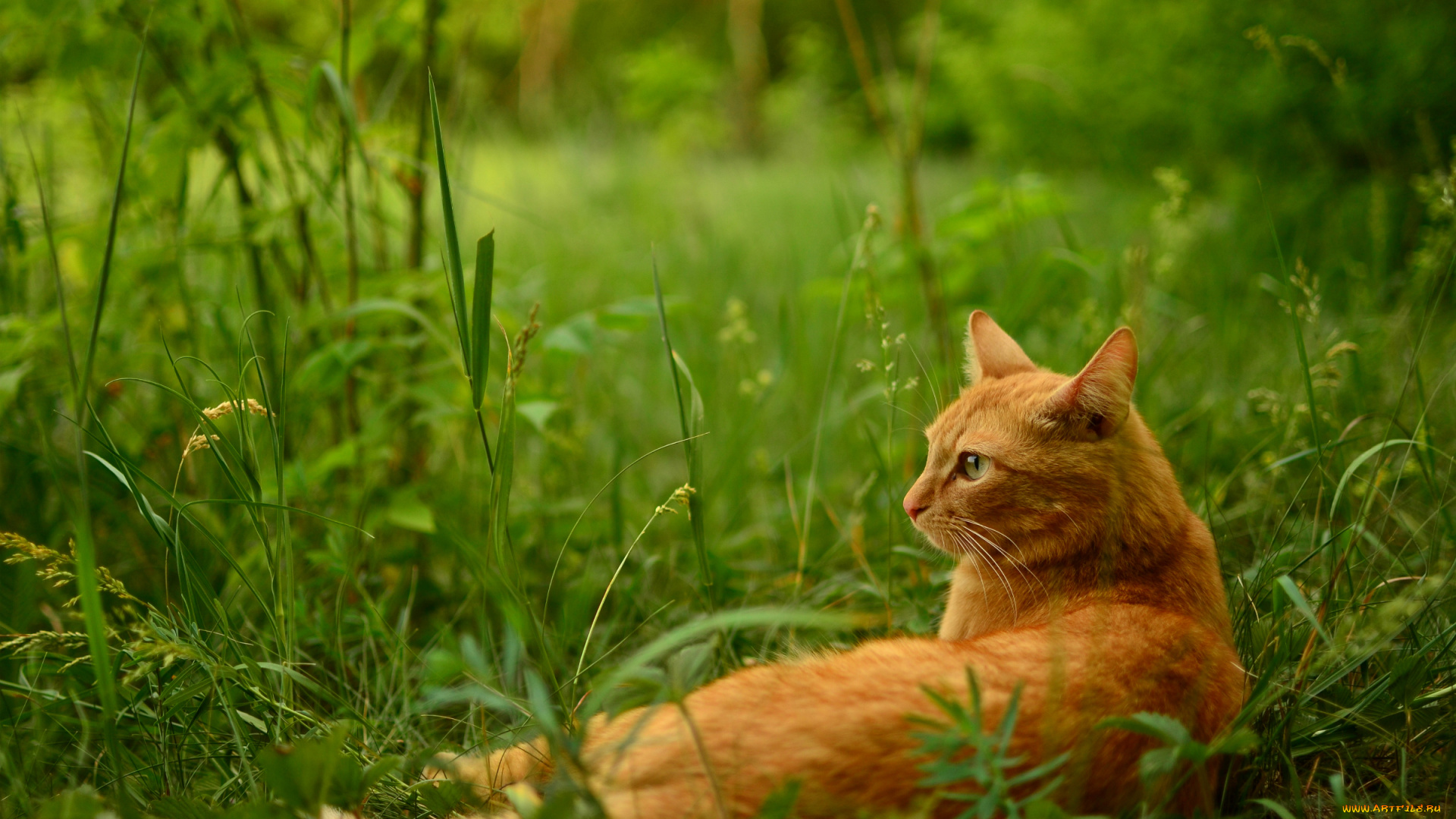 животные, коты, трава, отдых, рыжий, кот