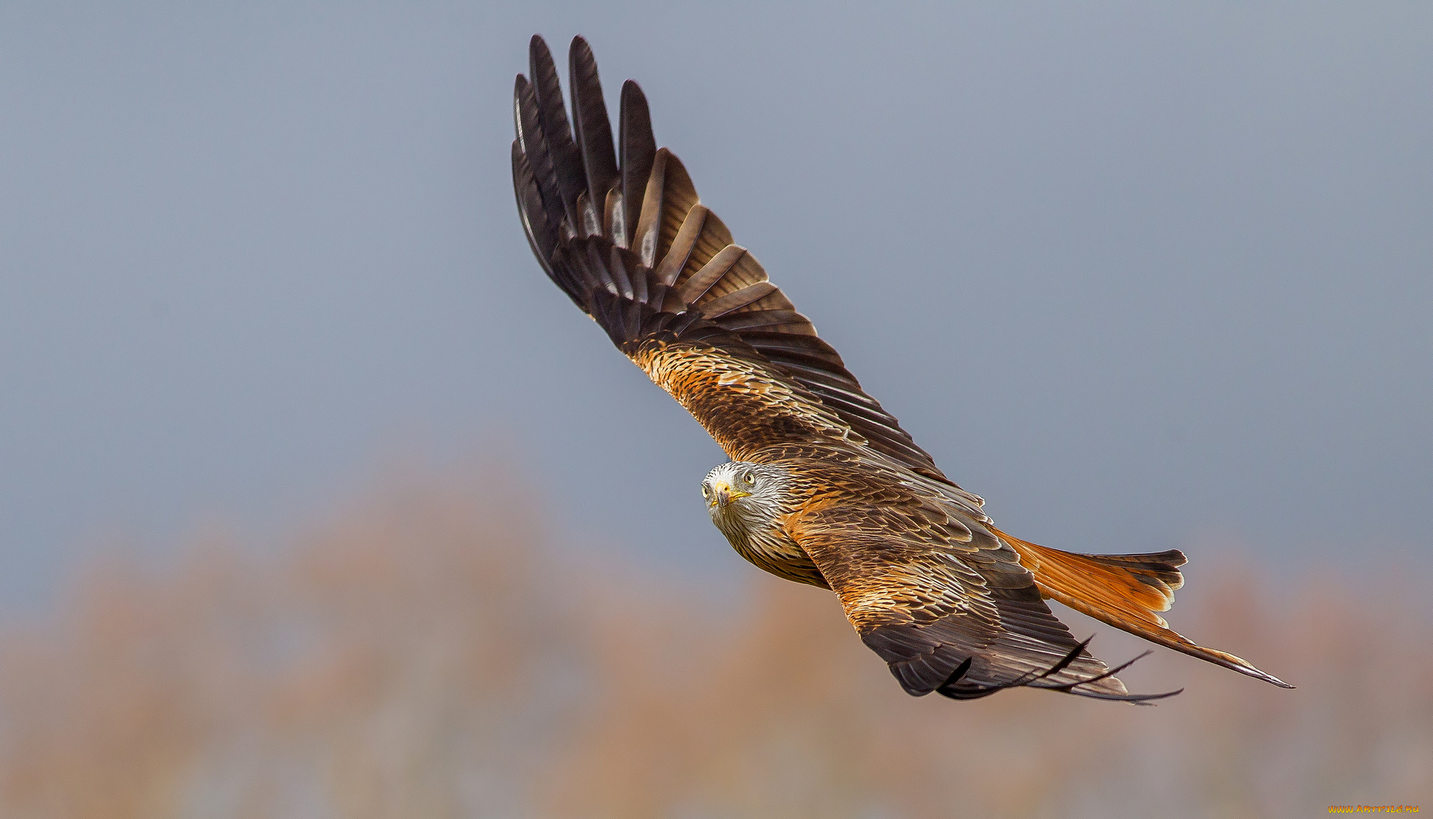 red, kite, животные, птицы, -, хищники, коршун