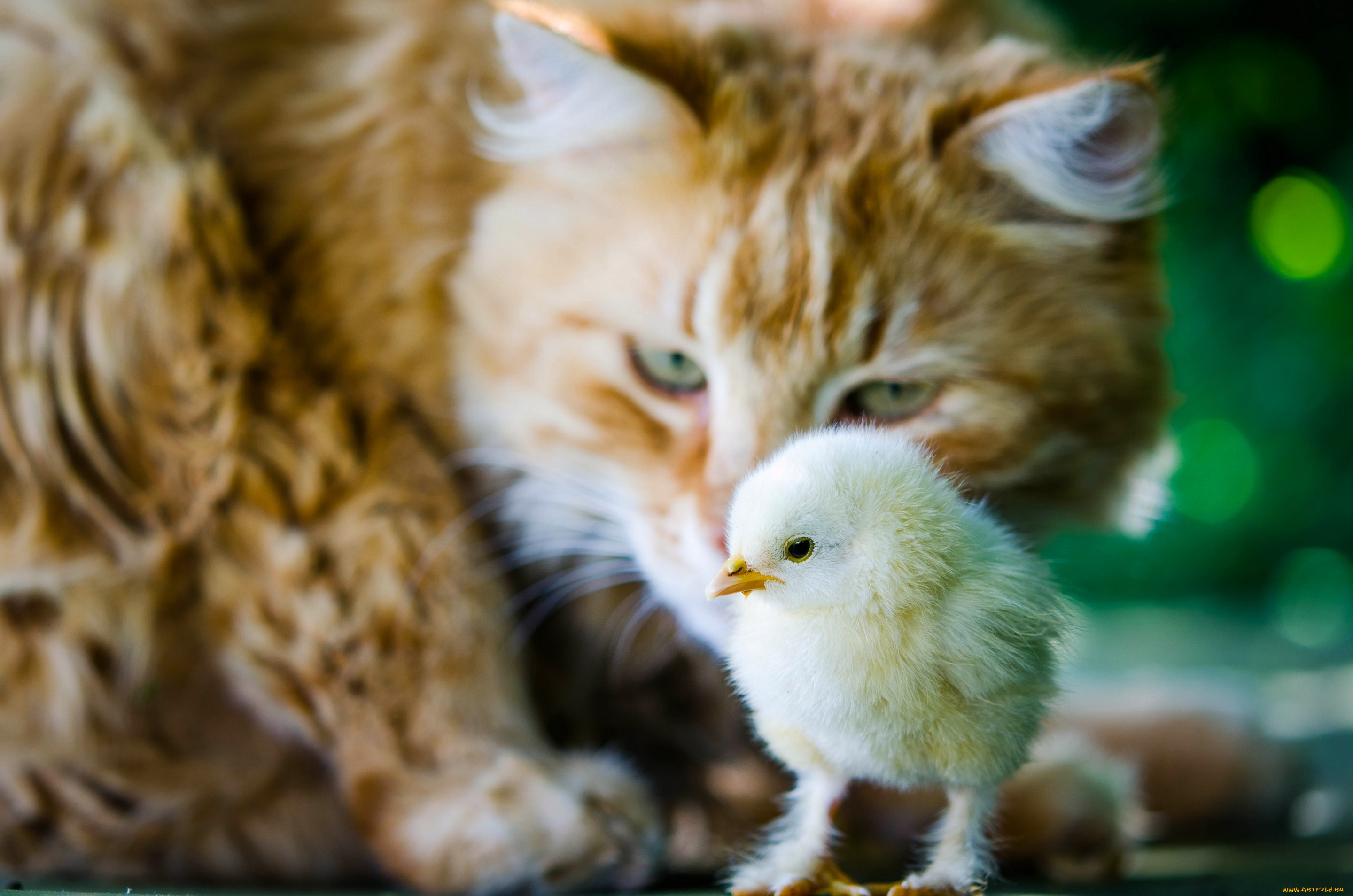 животные, разные, вместе, ситуация, птенец, цыплёнок, кошка, кот