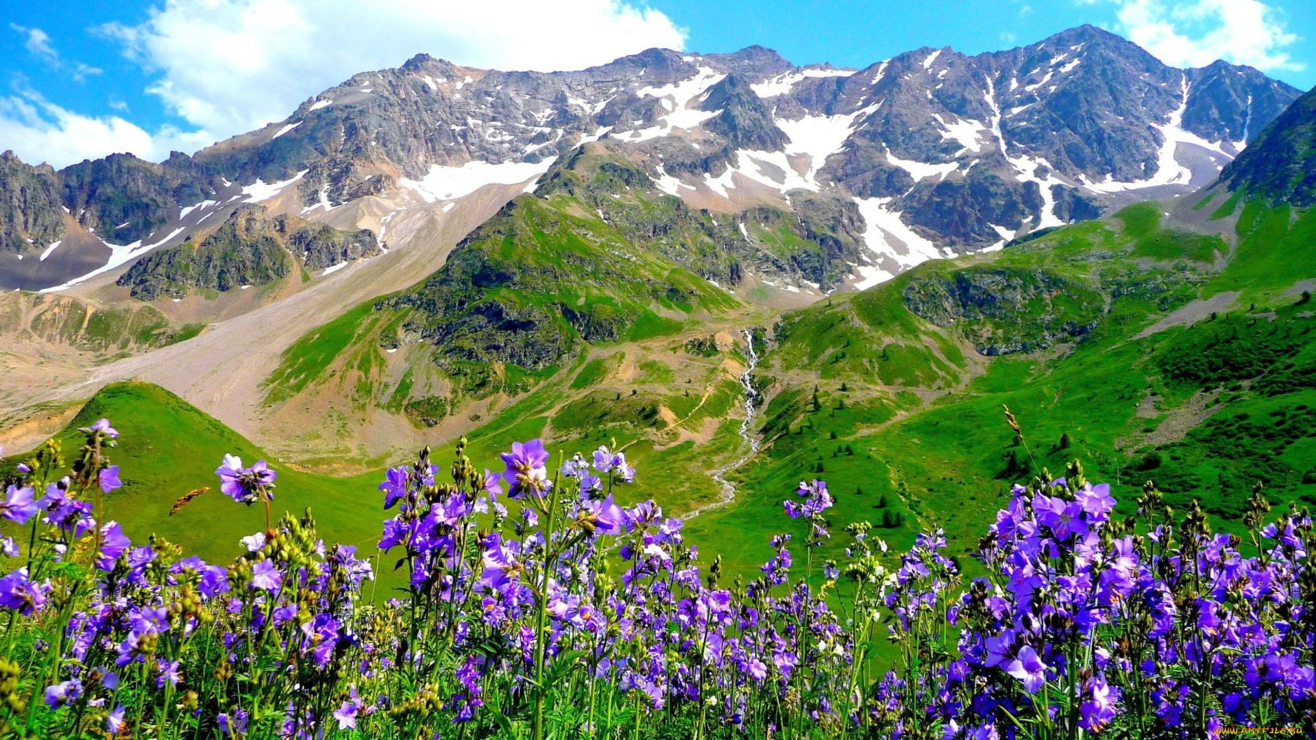 природа, горы, снег, панорама, цветы