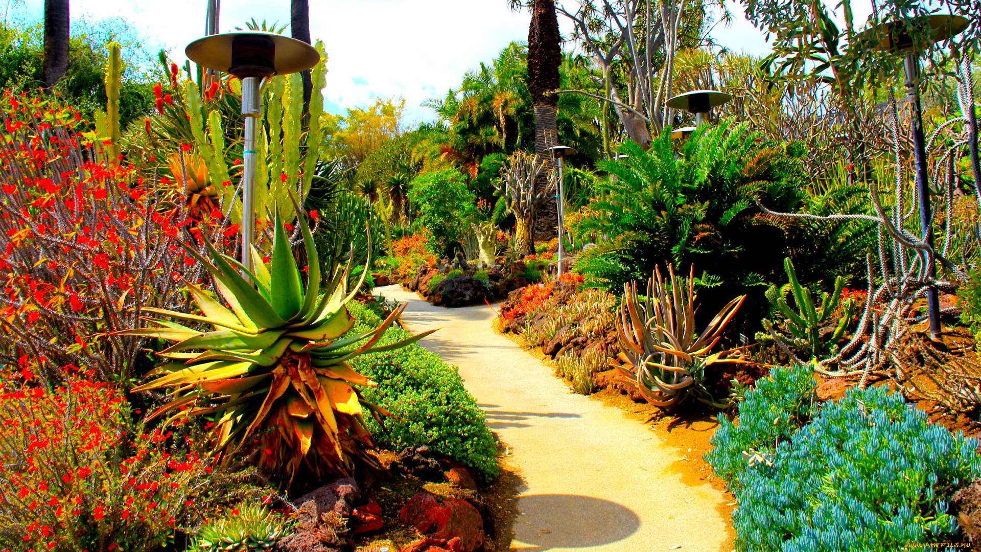 botanical, garden, san, marino, california, природа, парк, кактусы, дорожка