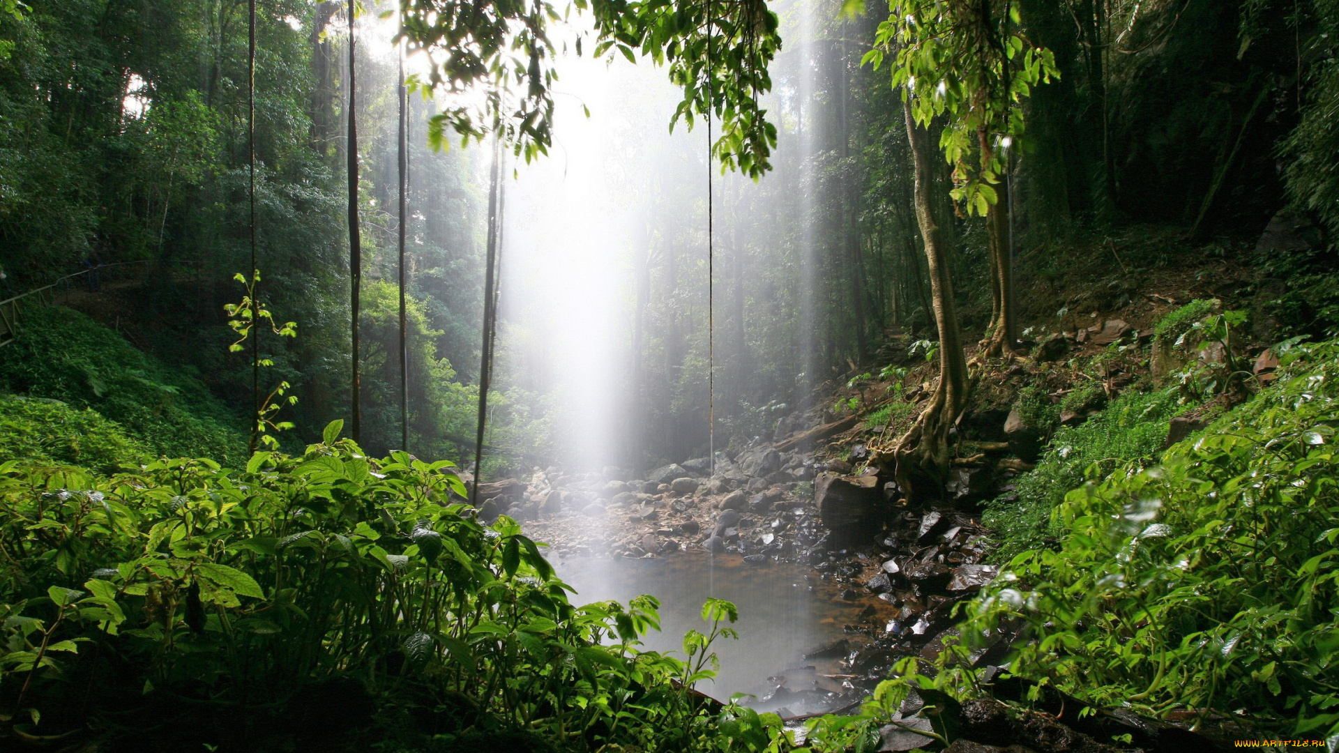 dorrigo, national, park, australia, природа, водопады, водопад