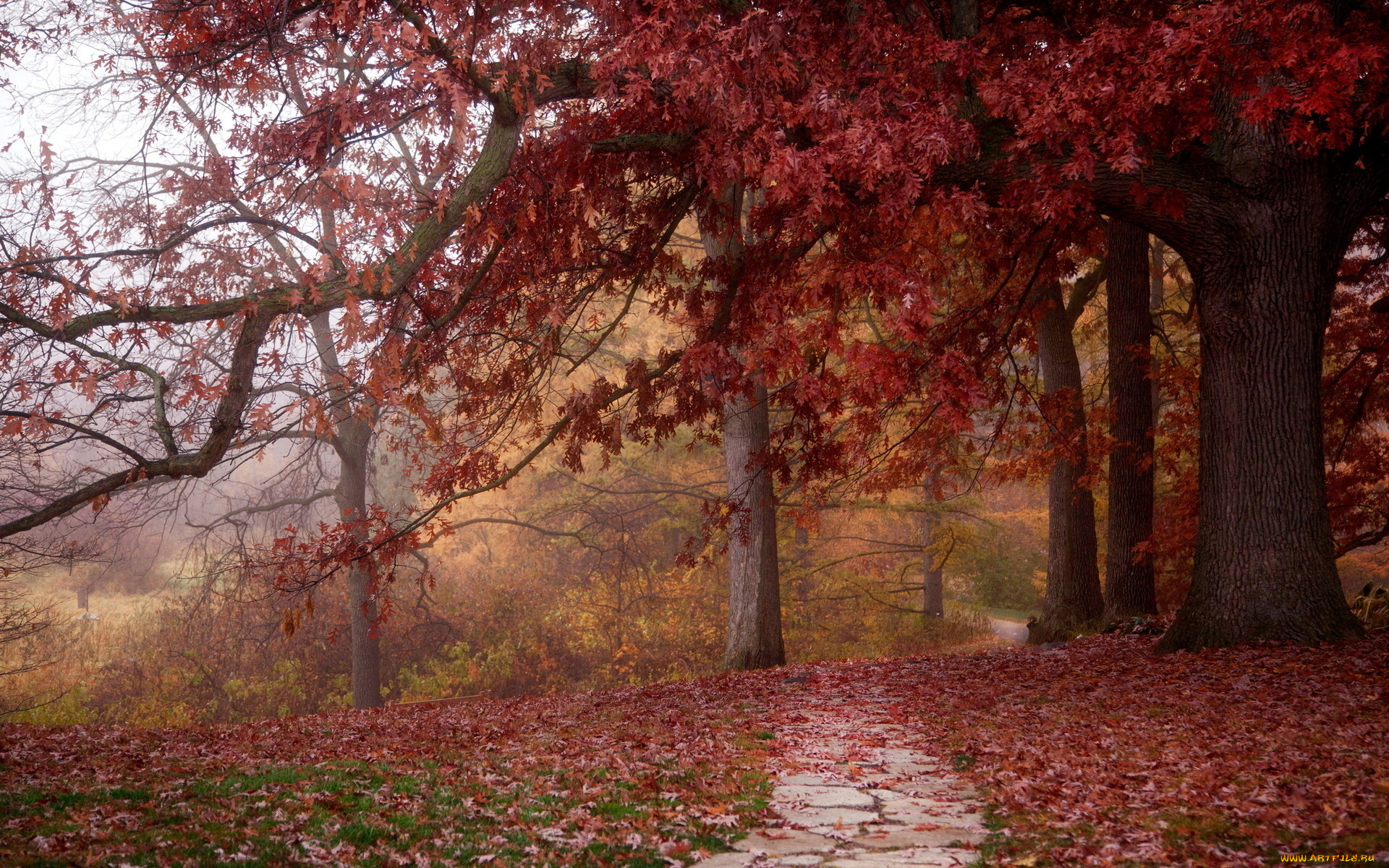 природа, лес, красные, кроны, дорожка, опавшая, листва, осень