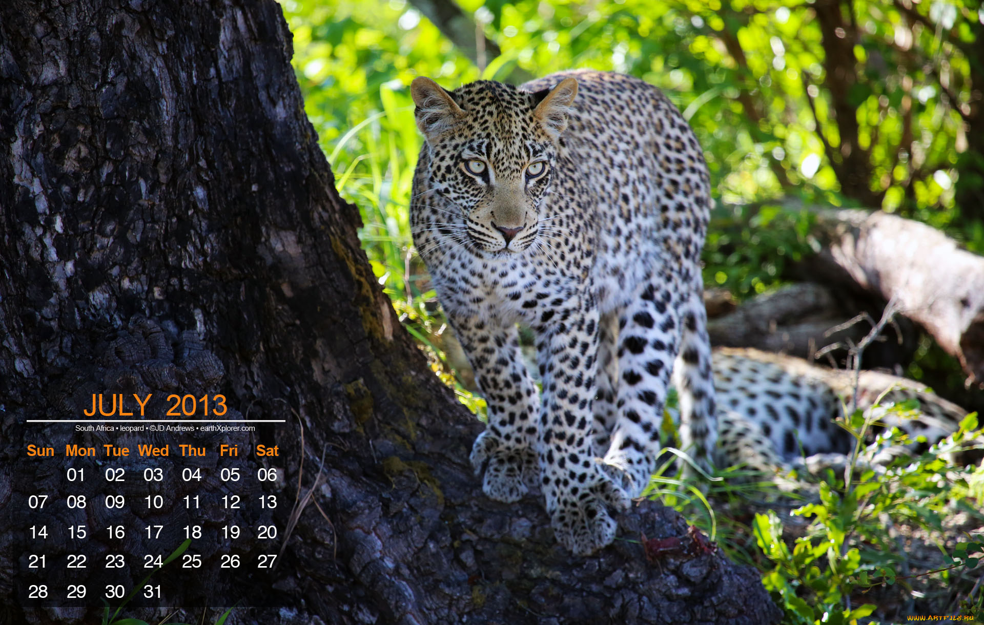 календари, животные, леопард