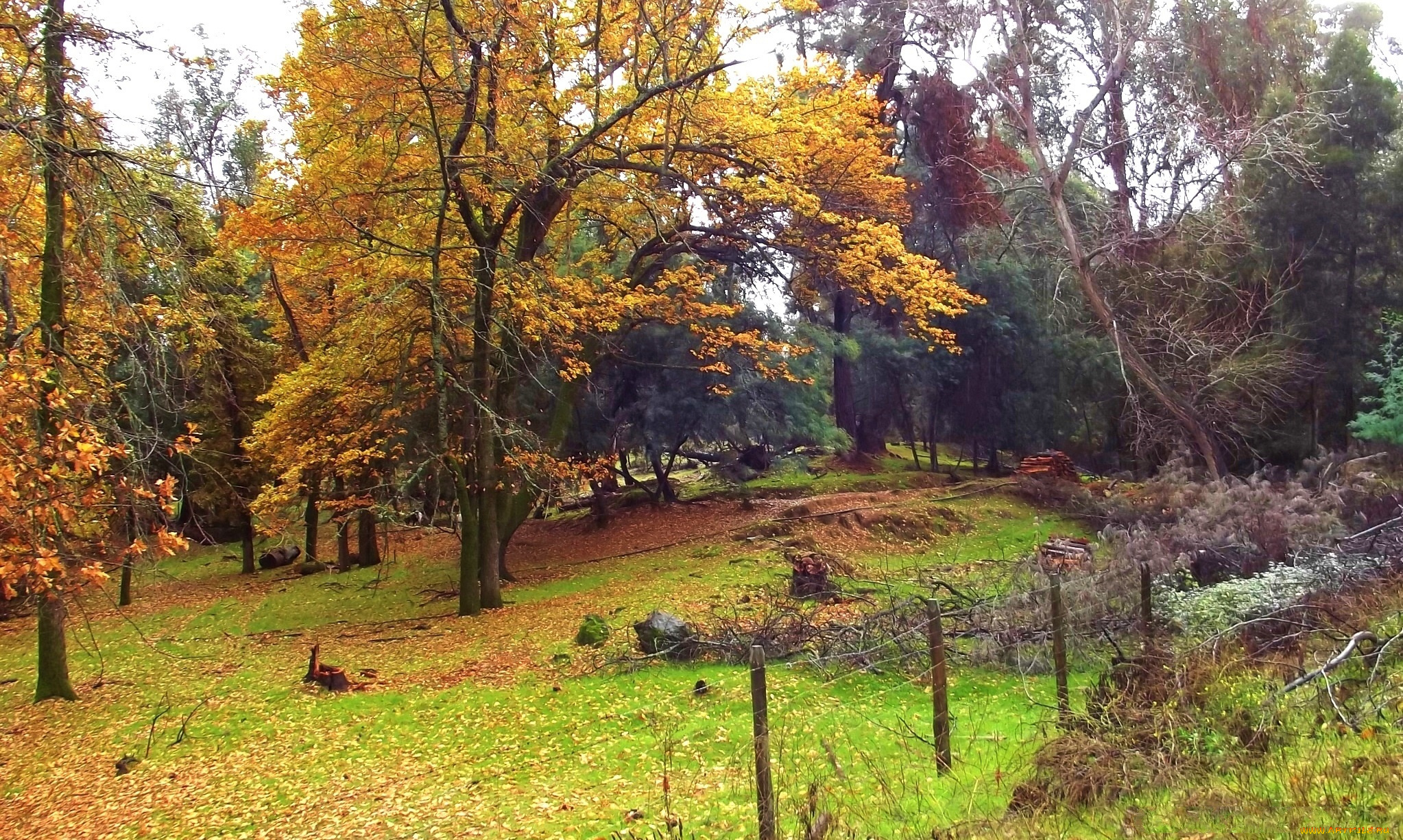 природа, лес, желтые, кроны, трава, ограда, опушка, осень