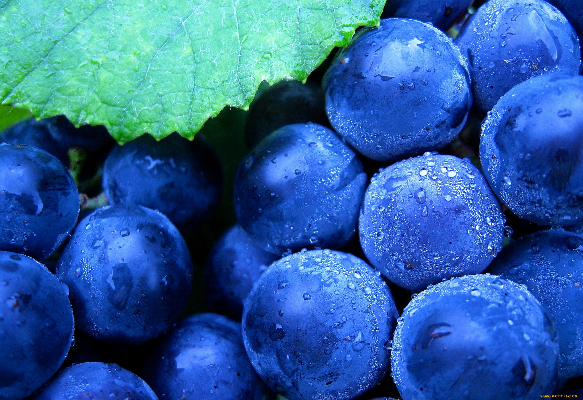 синий виноград загрузить