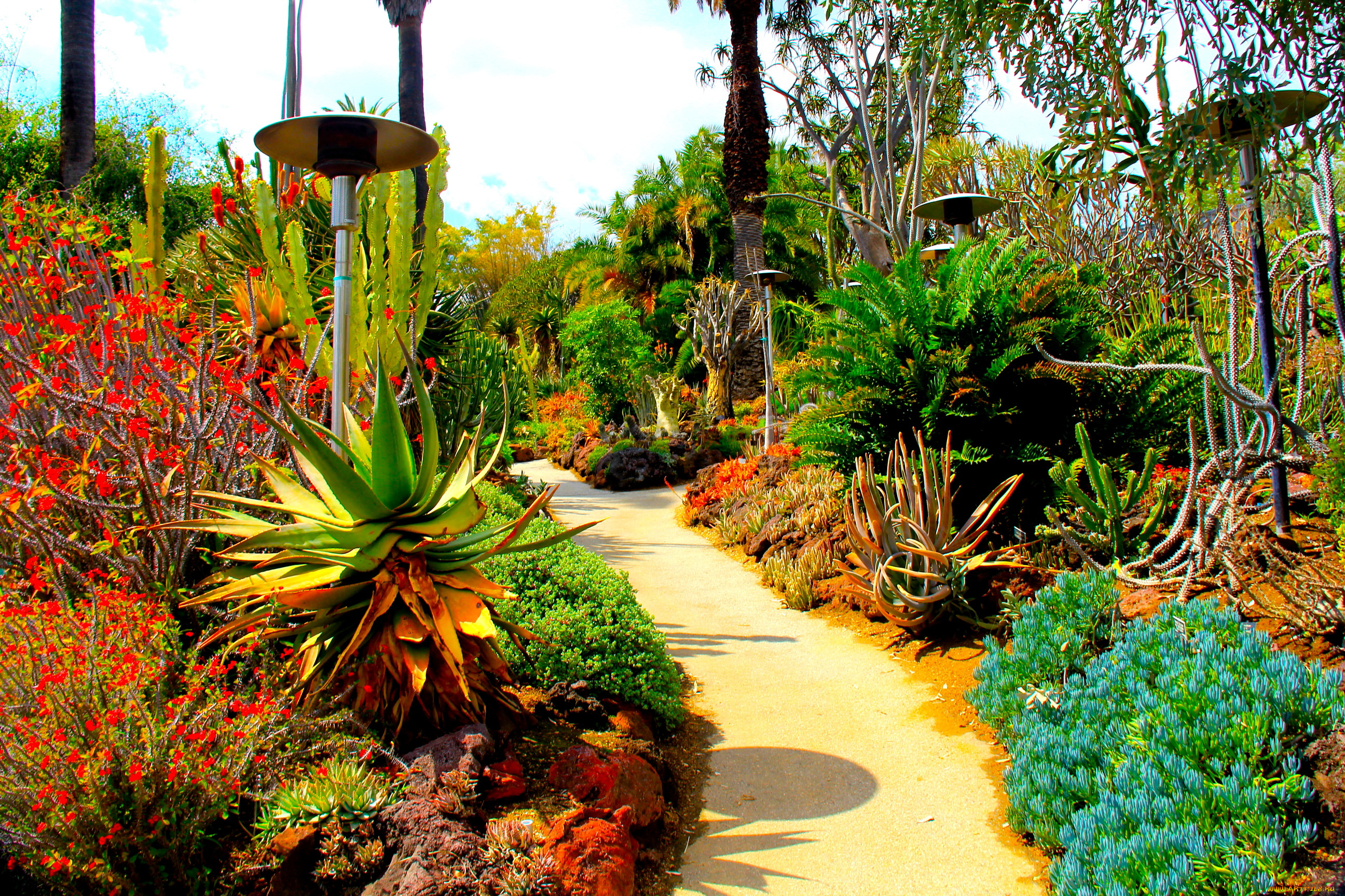 botanical, garden, san, marino, california, природа, парк, кактусы, дорожка