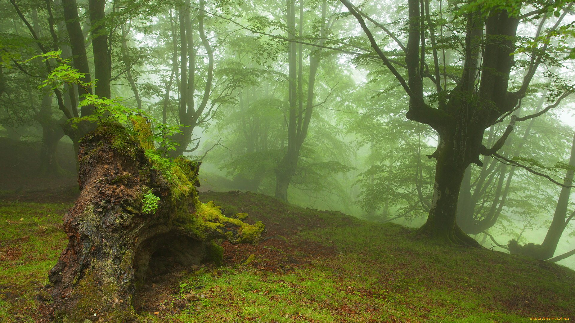 природа, лес, коряга, туман, осень, деревья