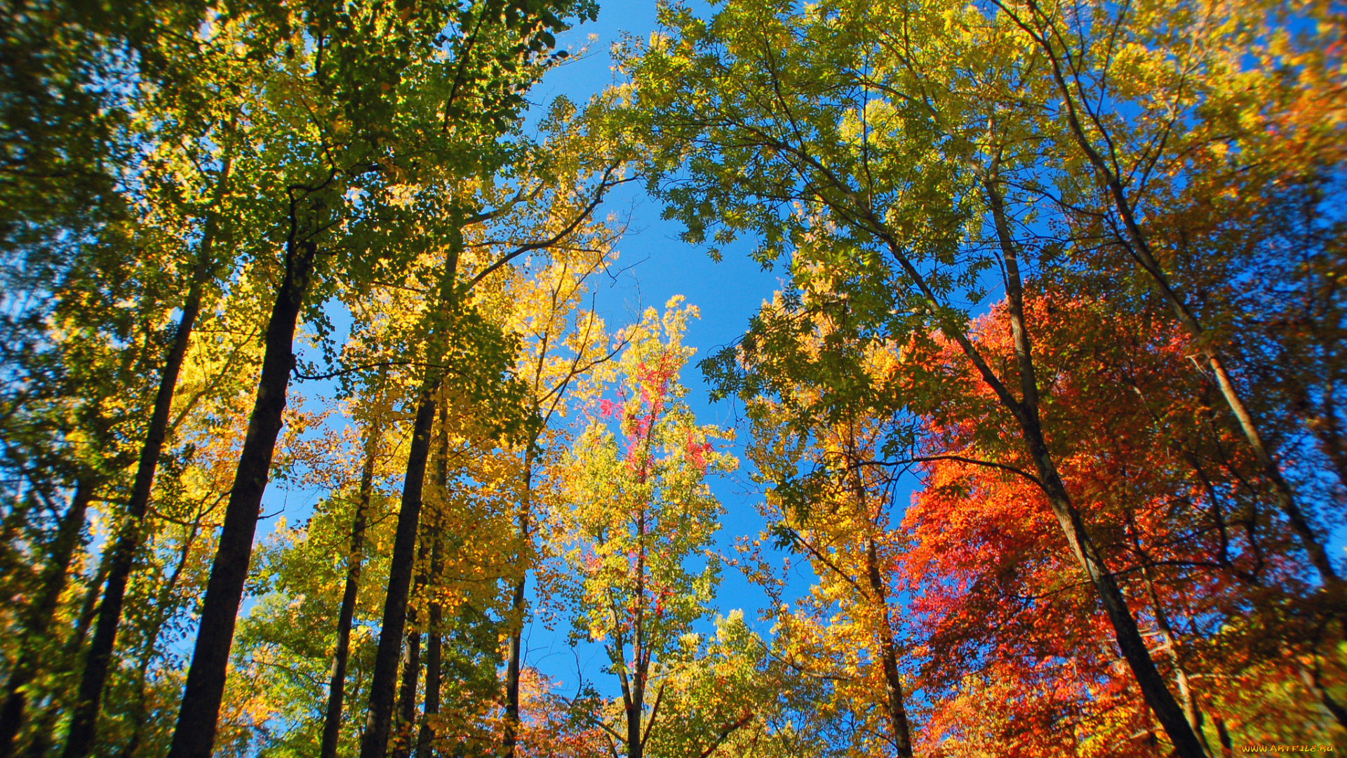 природа, лес, небо, деревья, осень