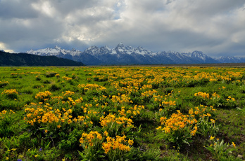 Картинка природа луга горы цветы равнина