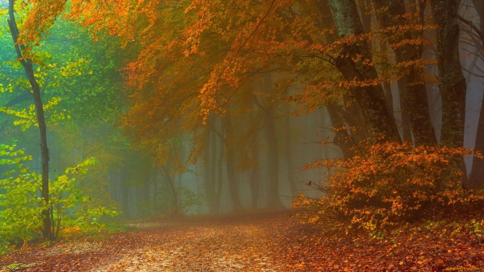 природа, лес, осень, дорога