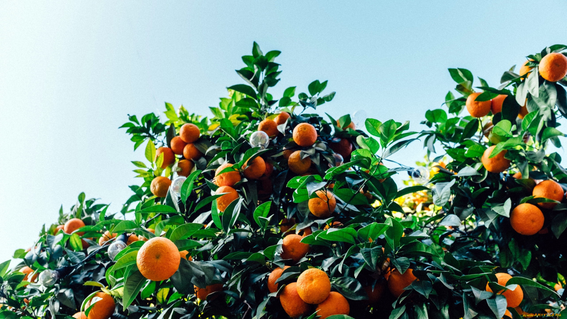 природа, плоды, мандарины