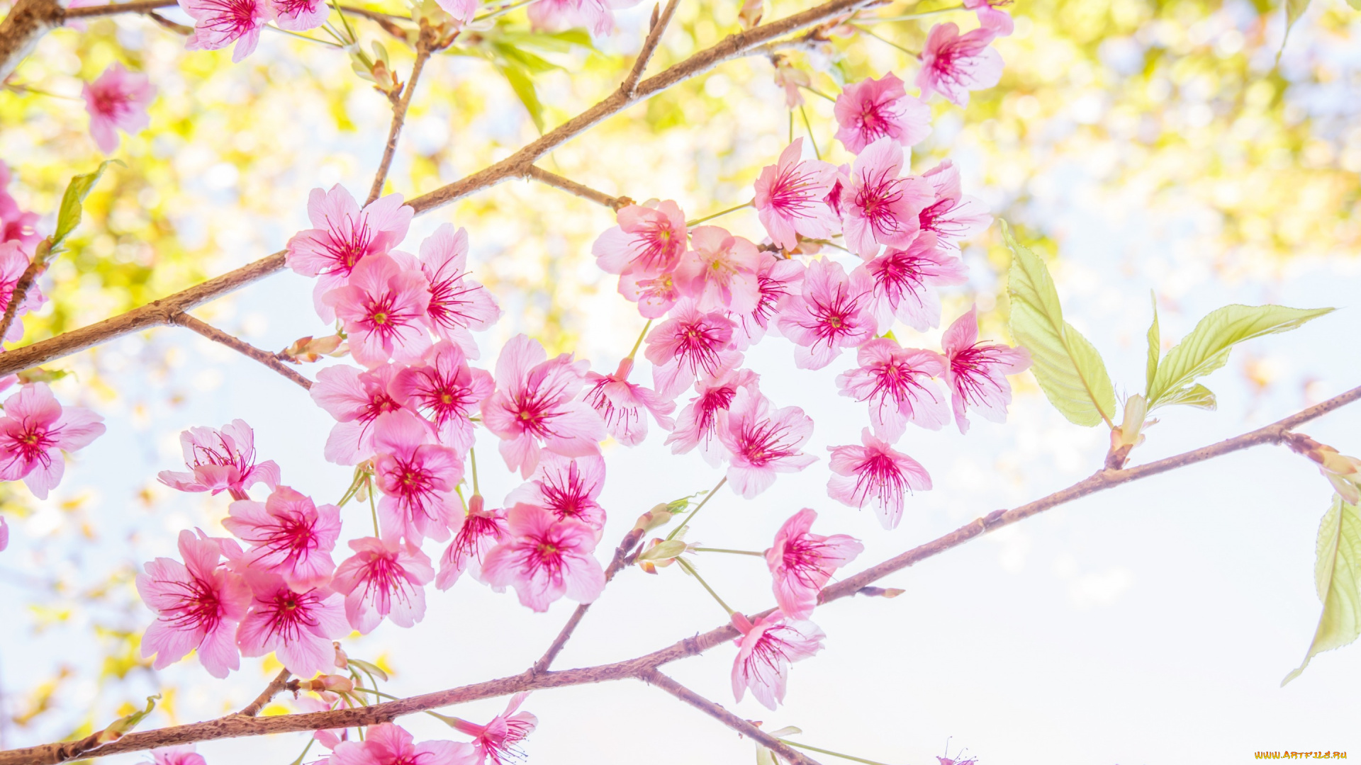 цветы, сакура, , вишня, bloom, весна, spring, цветение, ветки, sakura, cherry, blossom, pink