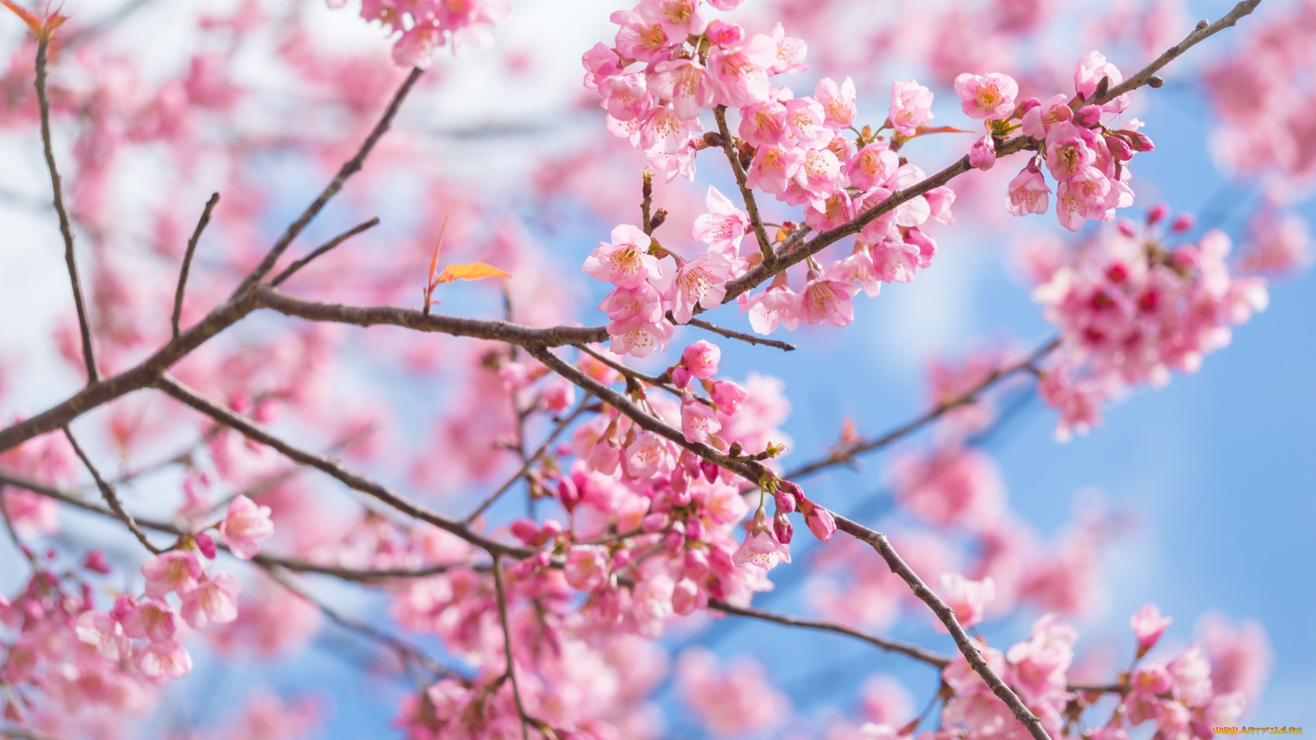 цветы, сакура, , вишня, sakura, ветки, blossom, spring, цветение, pink, cherry, bloom, весна