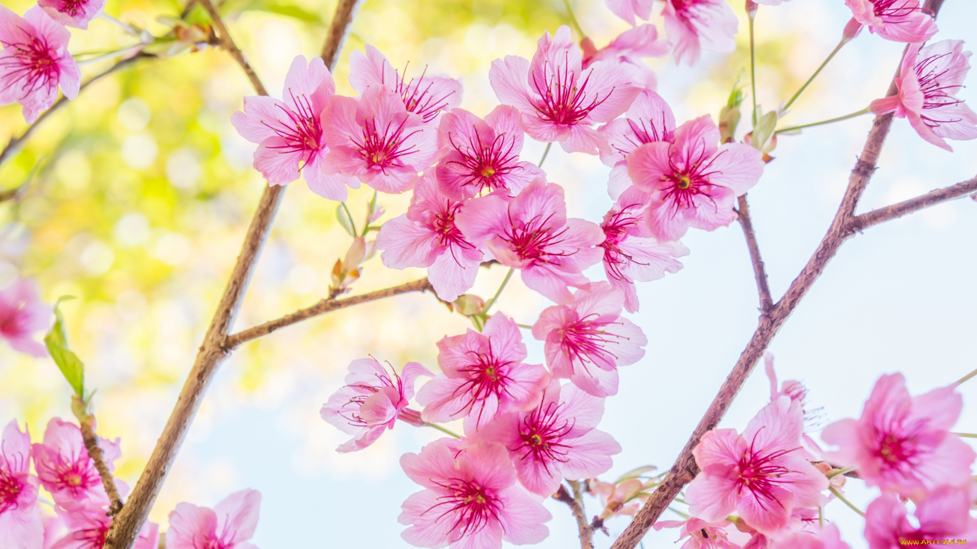 цветы, сакура, , вишня, spring, bloom, cherry, blossom, sakura, ветки, цветение, pink, весна