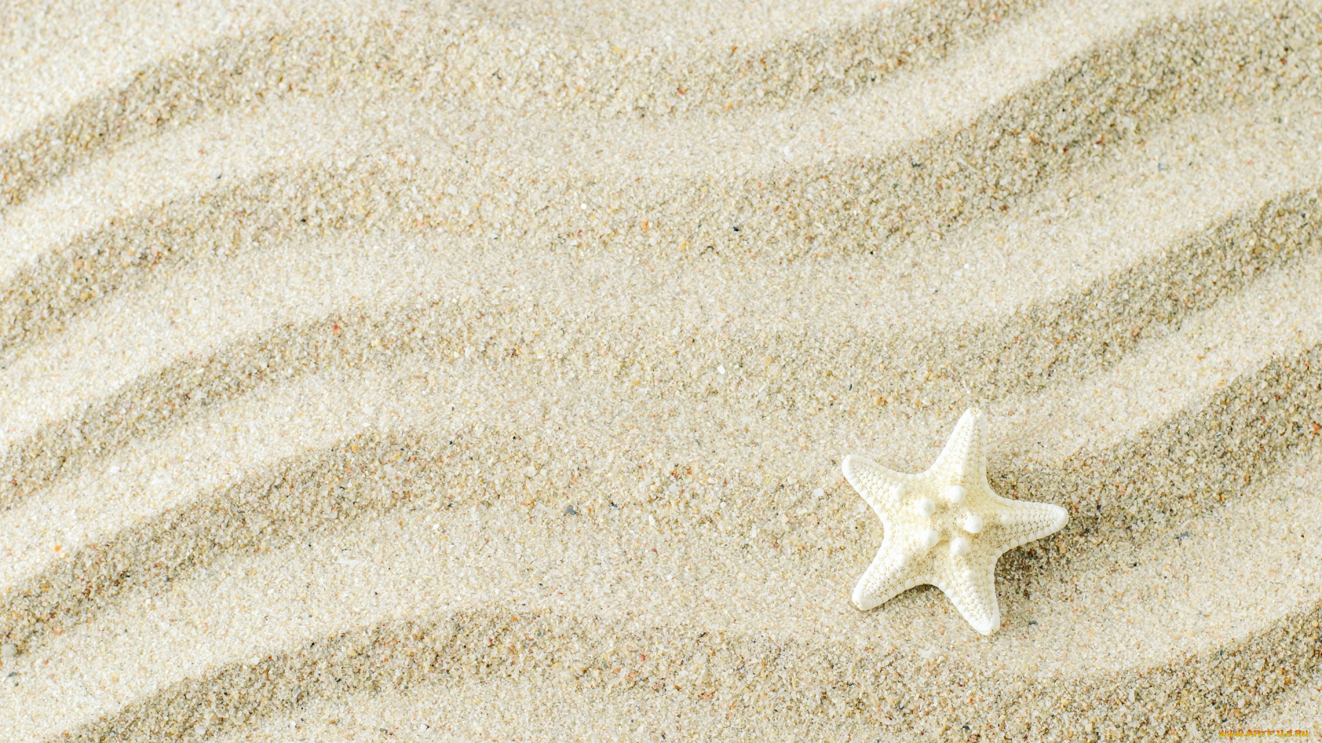 разное, ракушки, , кораллы, , декоративные, и, spa-камни, background, песок, starfish, texture, sand, marine, beach, морская, звезда, фон