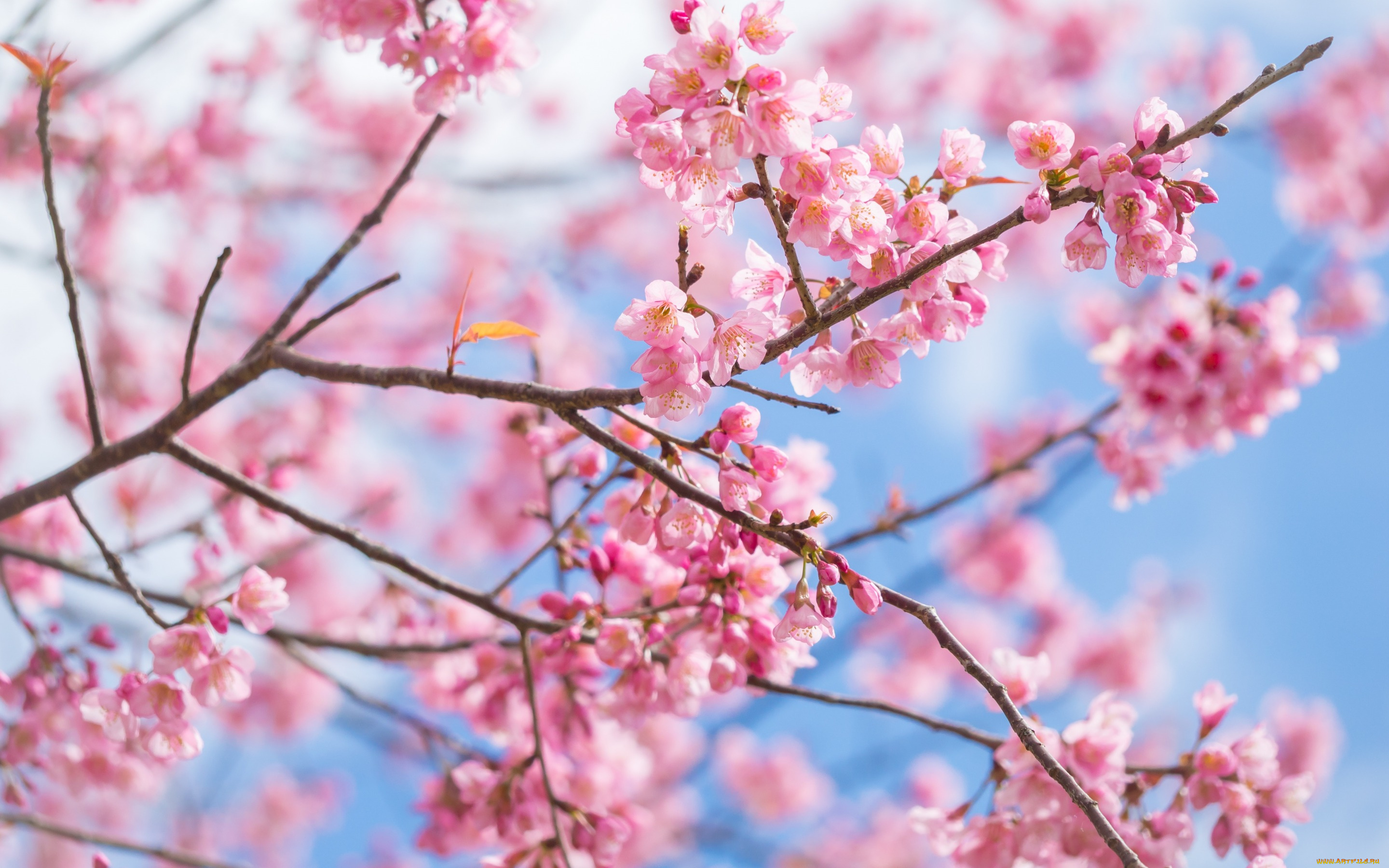 цветы, сакура, , вишня, sakura, ветки, blossom, spring, цветение, pink, cherry, bloom, весна