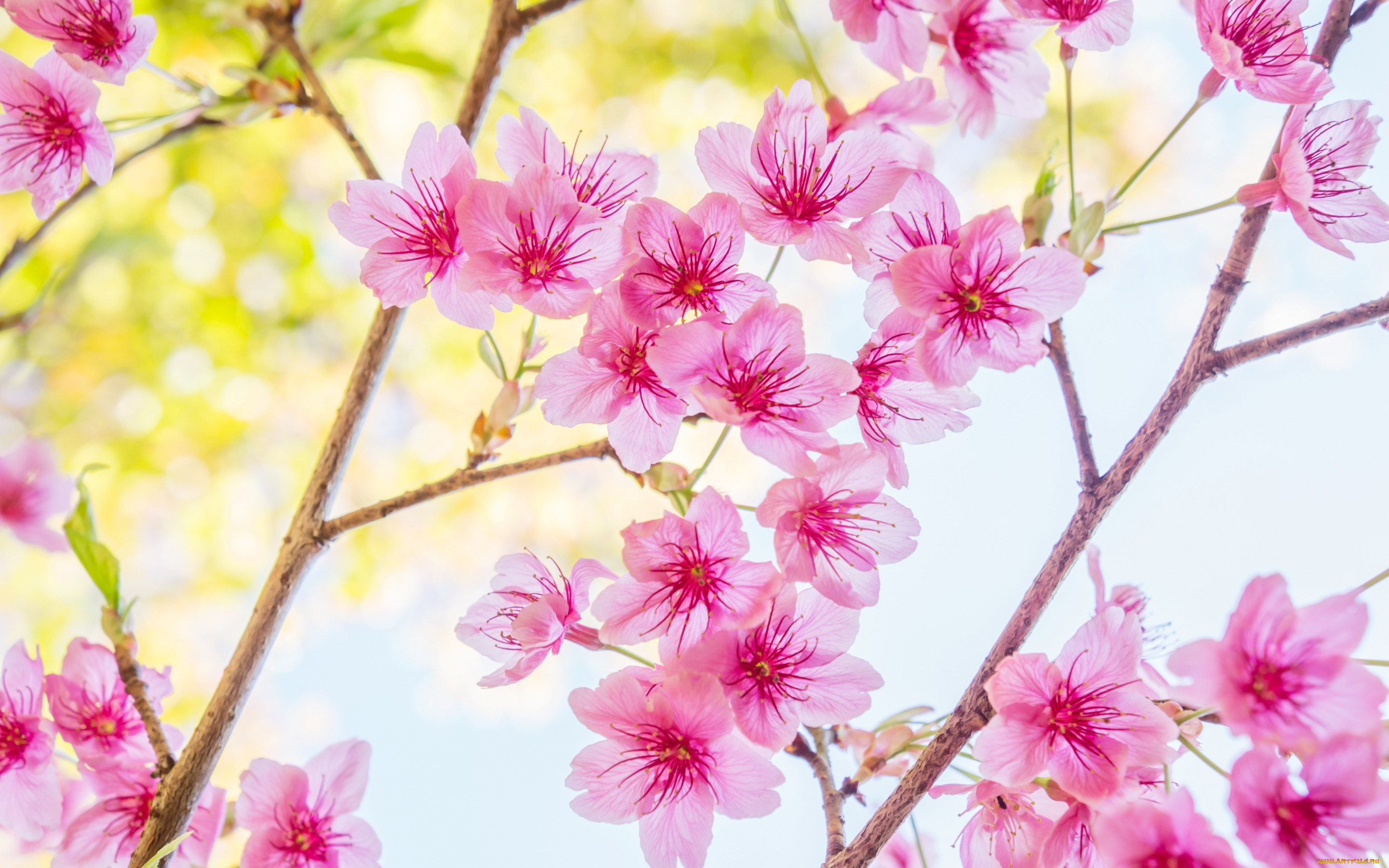 цветы, сакура, , вишня, spring, bloom, cherry, blossom, sakura, ветки, цветение, pink, весна