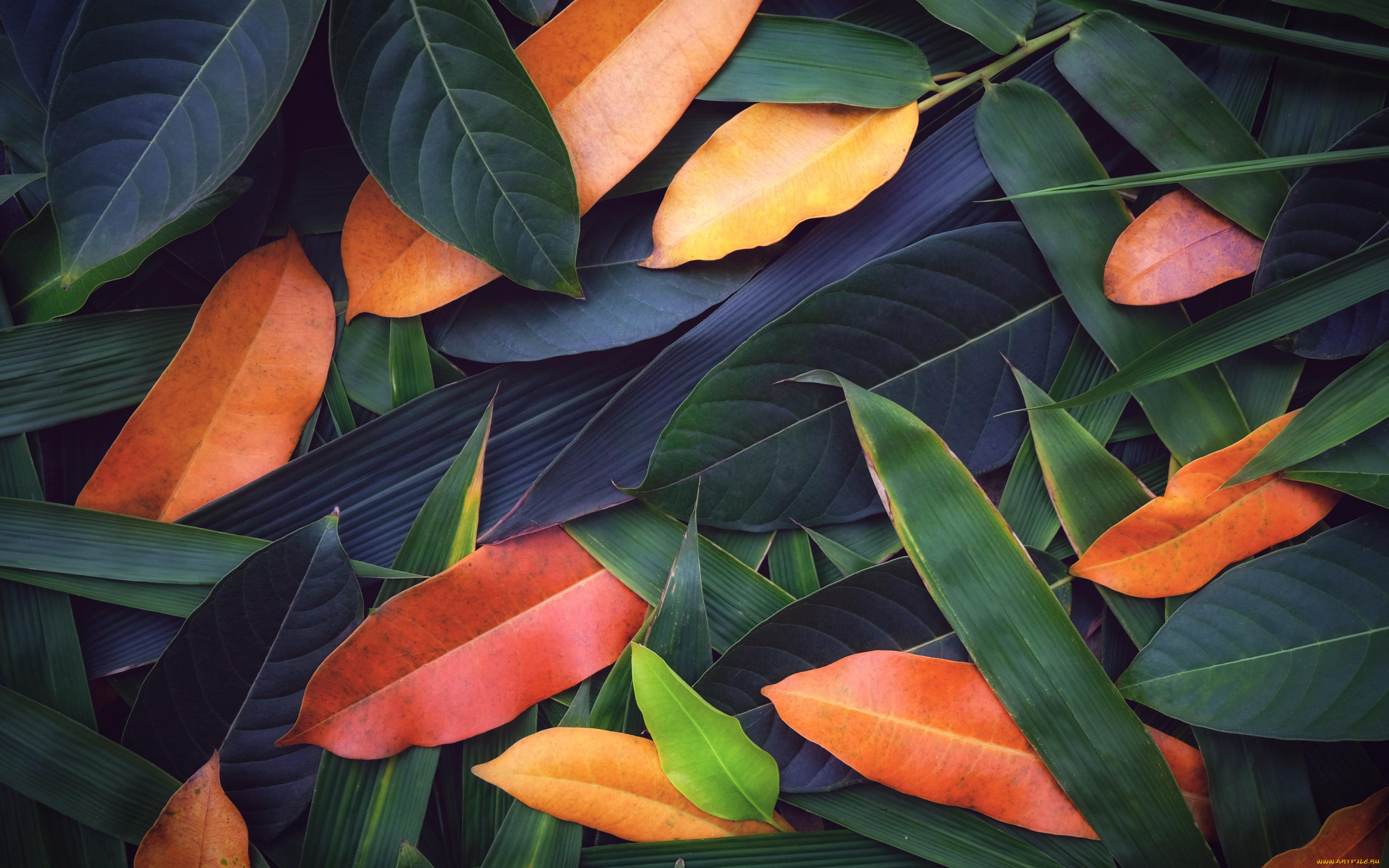 природа, листья, фон, colorful, texture, background, leaves
