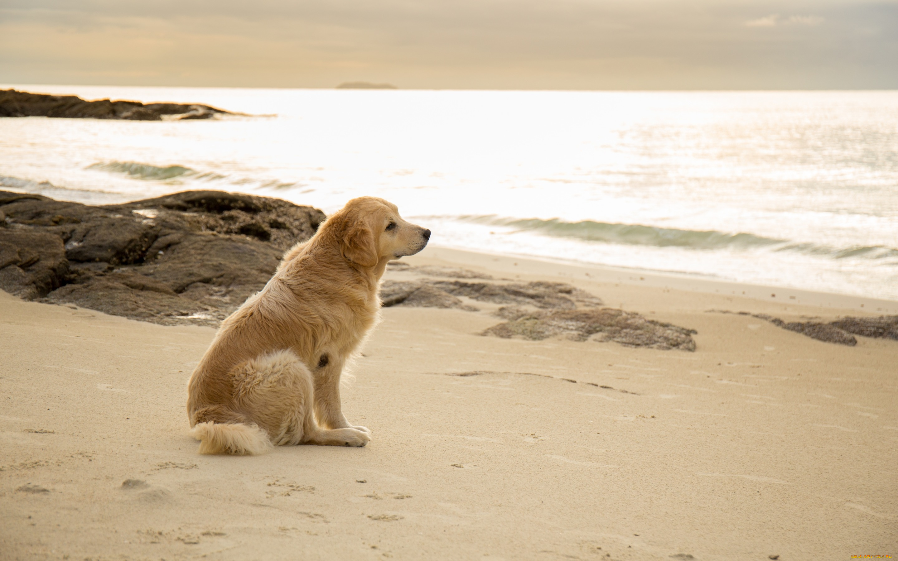 животные, собаки, labrador, seascape, retriever, пляж, лабрадор, beach, dog, golden, собака, summer, море, песок, ретривер, лето, sand, sea