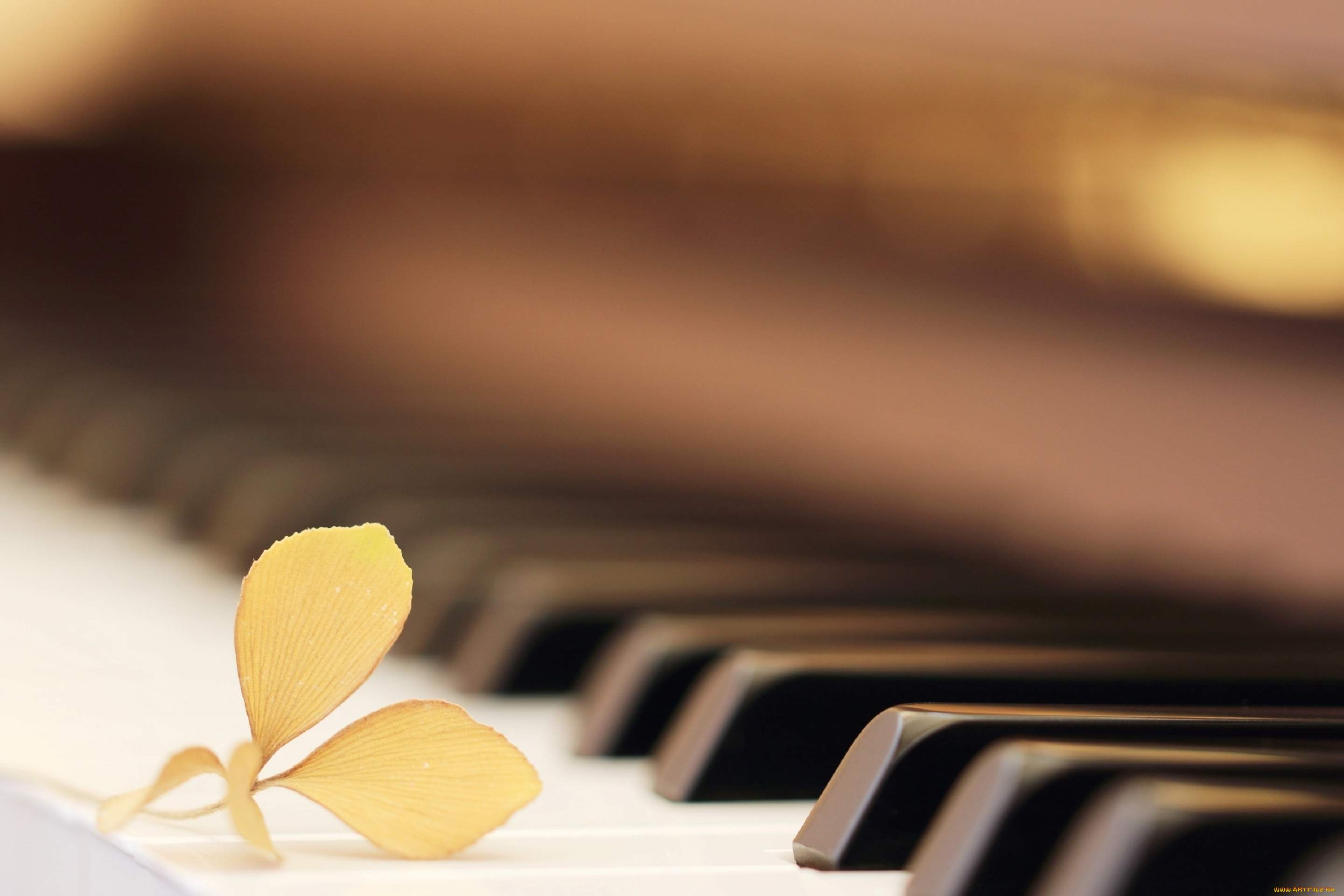 музыка, -музыкальные, инструменты, цветок, клавиши