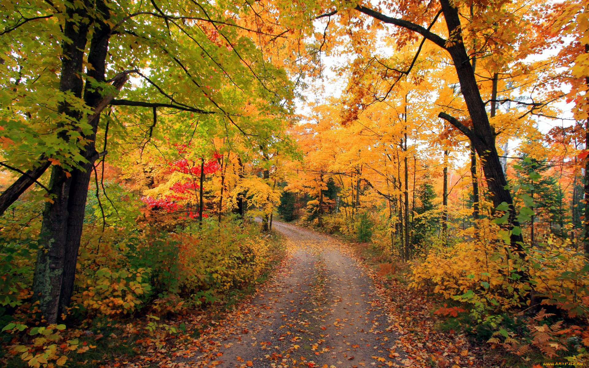 природа, дороги, проселочная, дорога, осень, листопад