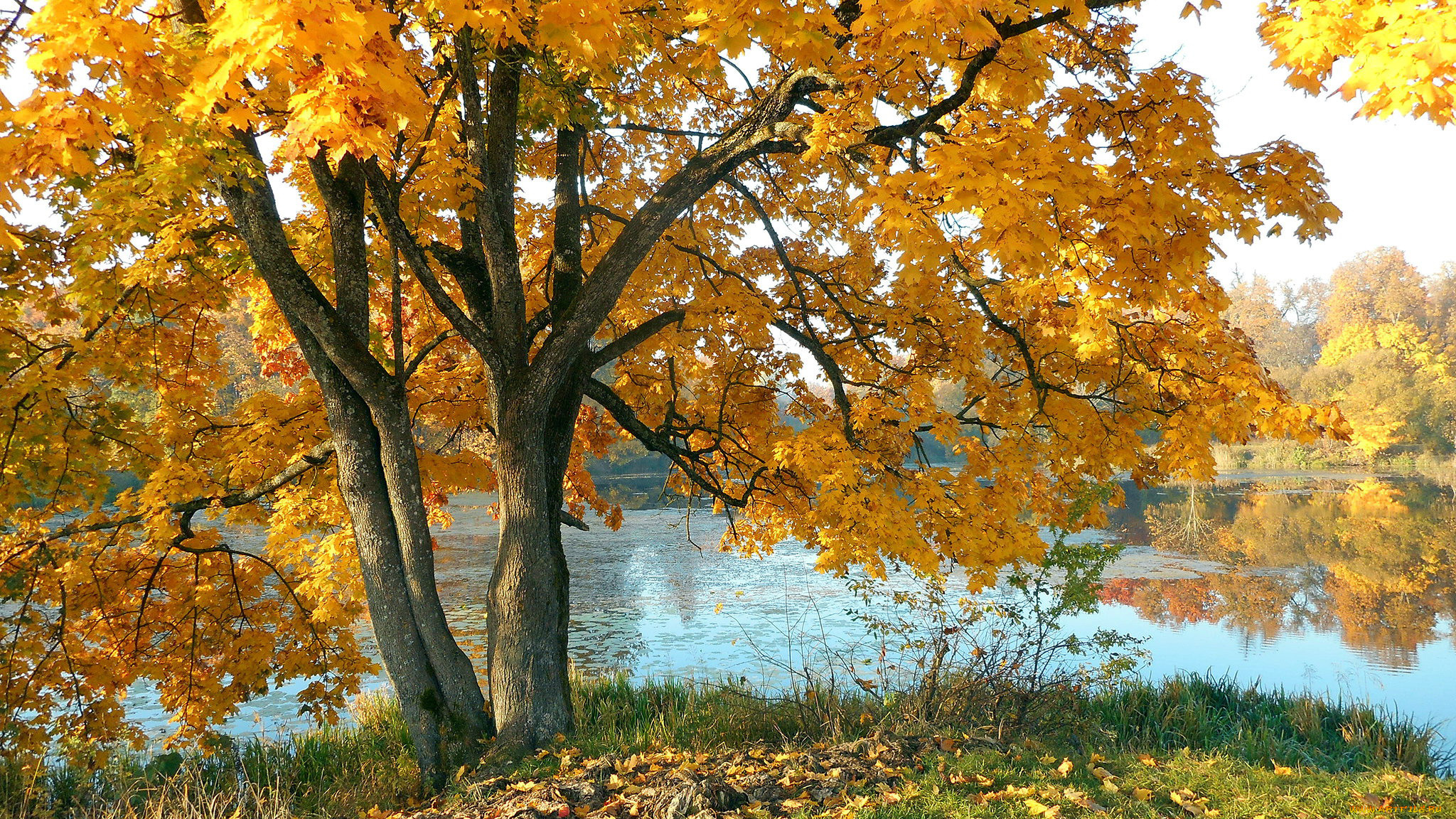 природа, реки, озера, река, клен, осень, листопад