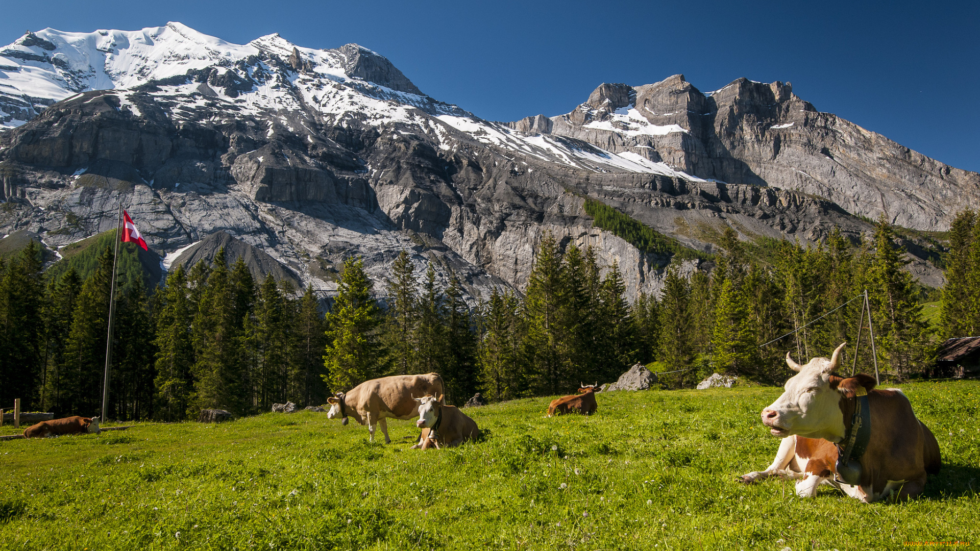 животные, коровы, буйволы, горы, луг, швейцария, switzerland