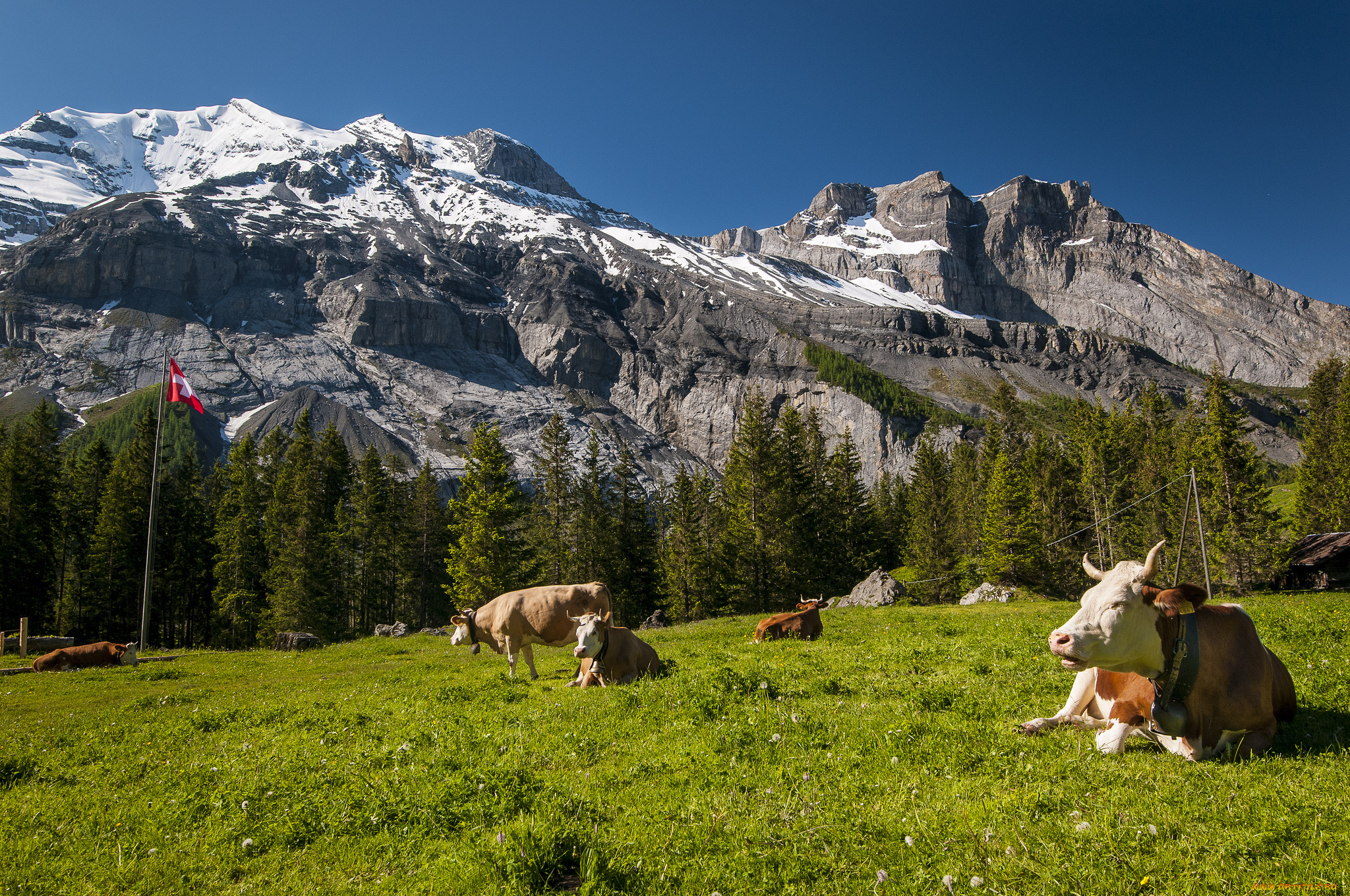 животные, коровы, буйволы, горы, луг, швейцария, switzerland