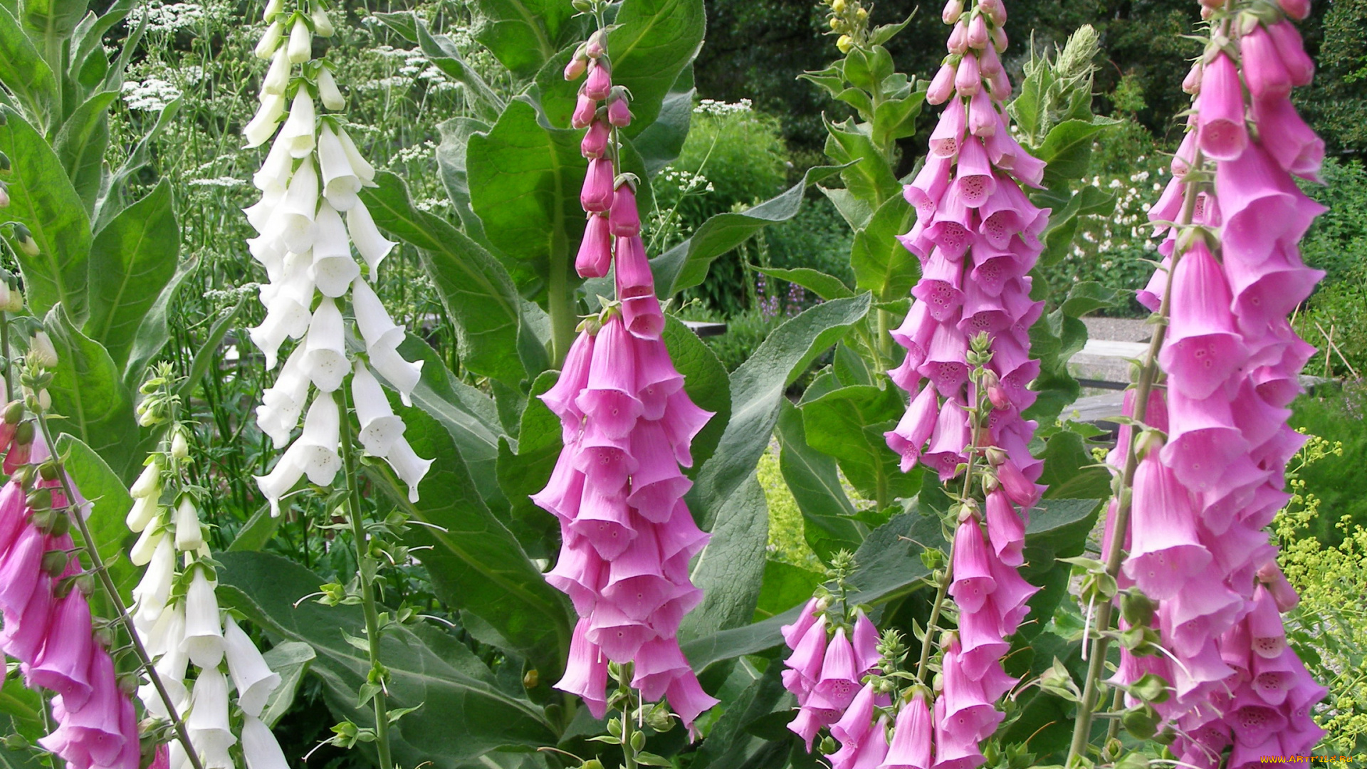 цветы, дигиталис, наперстянка, foxgloves