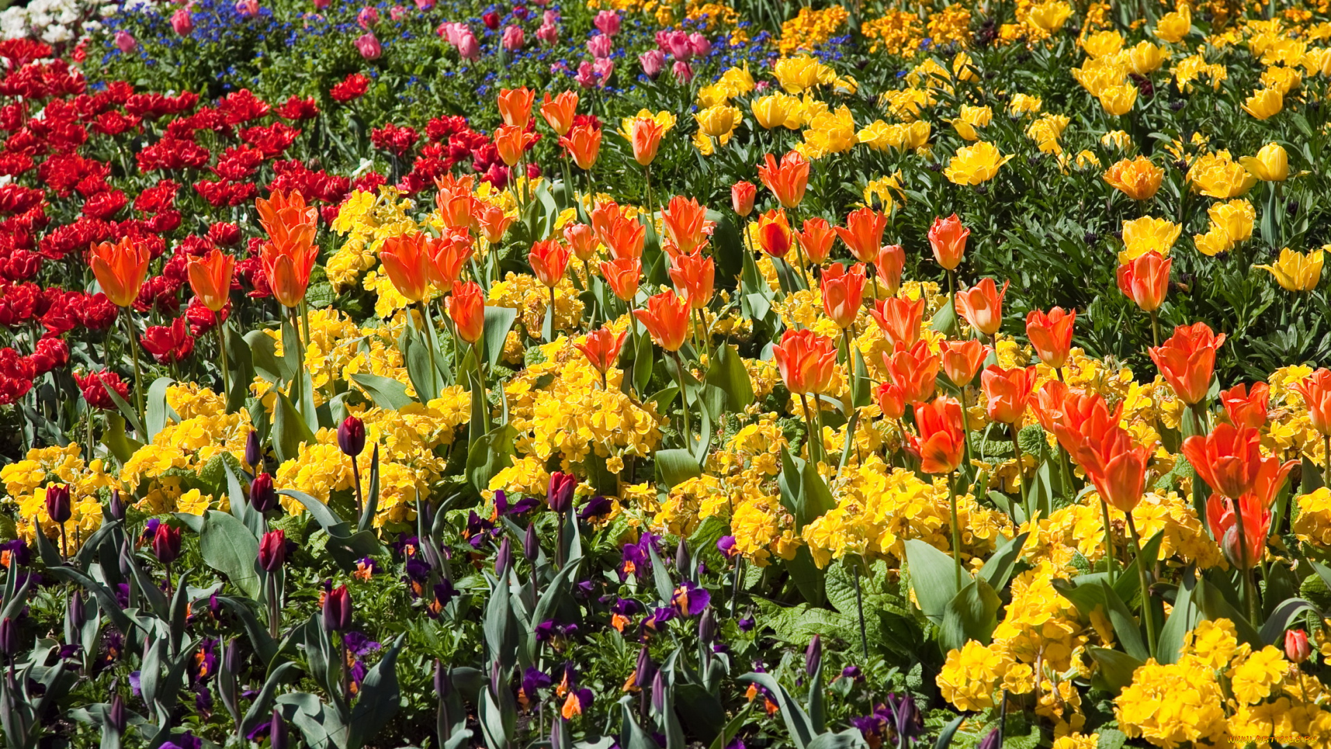 цветы, разные, вместе, нарциссы, весна, тюльпаны