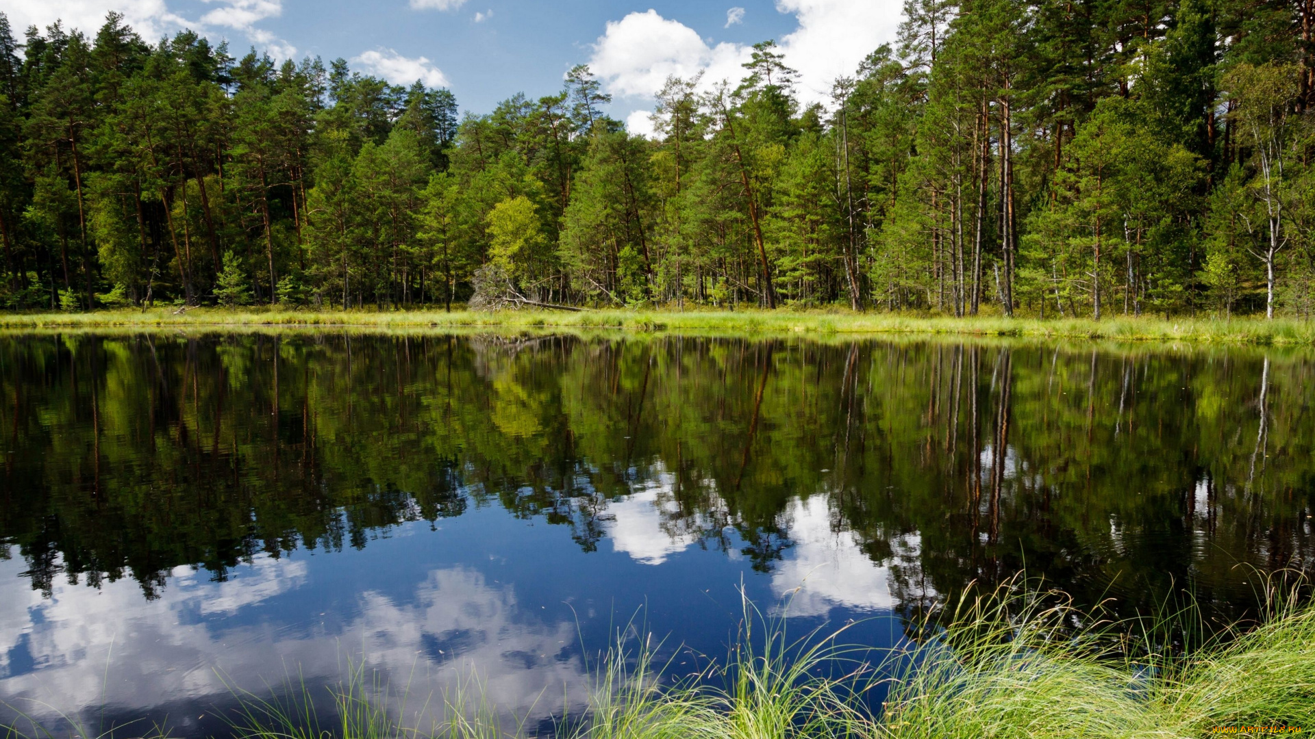 poland, природа, реки, озера, польша, река, лес, деревья, отражение