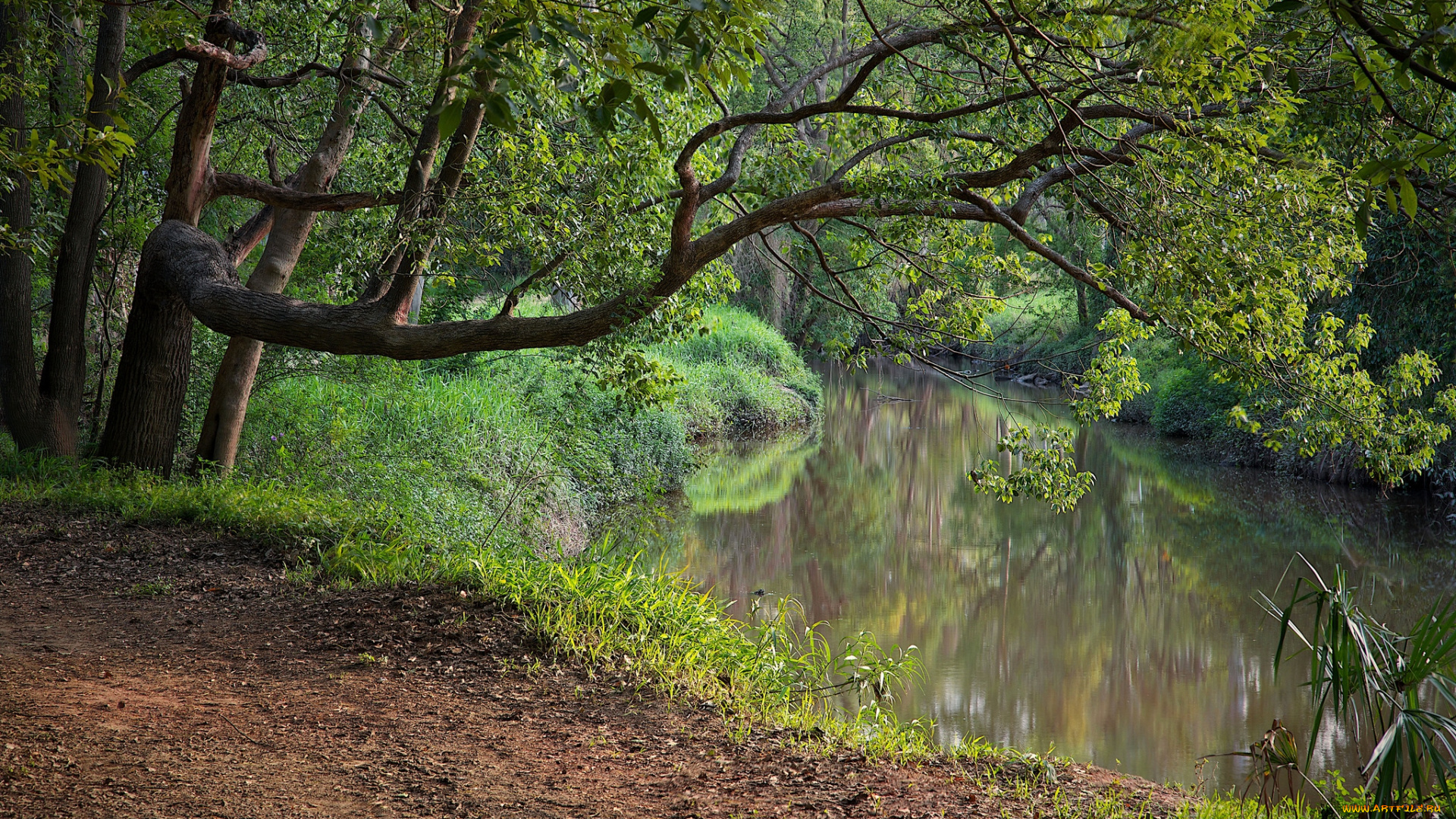 природа, реки, озера, ветки, вода, дерево